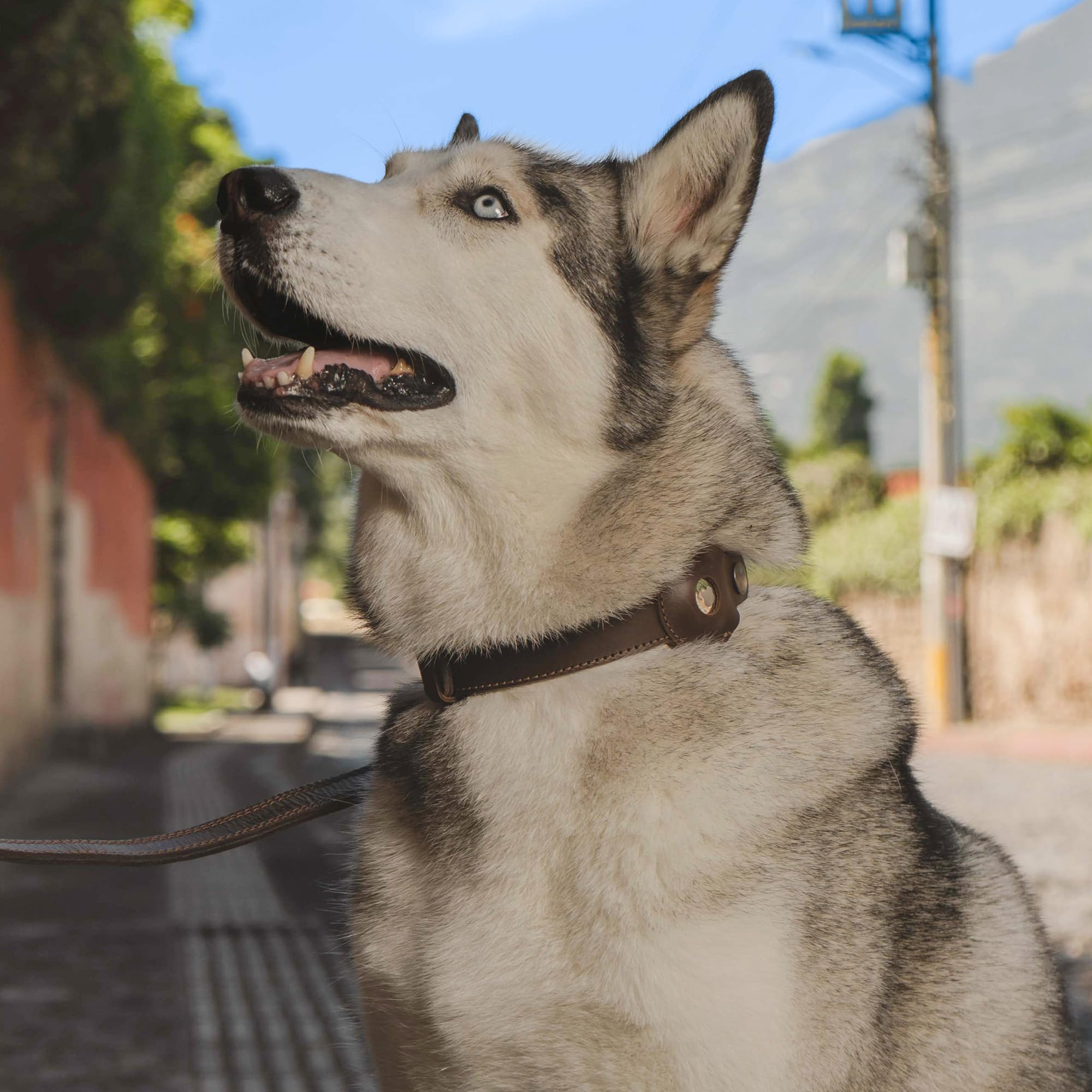 TACO DOG, Hundehalsband mit Fach für AirTag, Haustierhalsband mit GPS-Halter, Vollnarbenleder, handgefertigt, Bourbon Braun