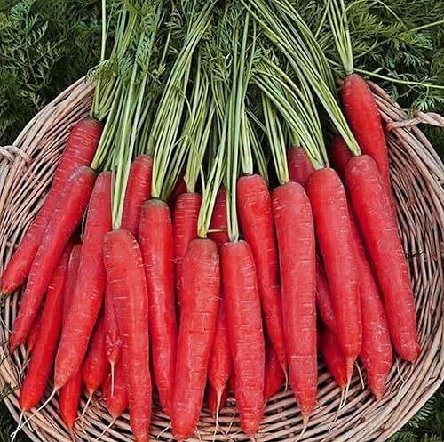 Miniatura 2 de CHUXAY GARDEN Semillas de zanahoria roja de Kioto, 100 semillas, comestibles, jugosas, vegetales, sin OMG, verduras orgánicas, gran sabor