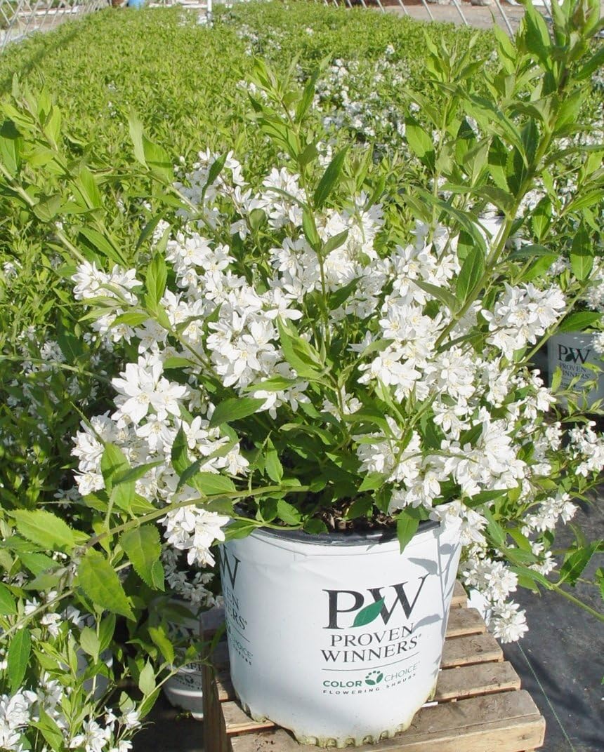 Proven Winners - Deutzia Yuki Snowflake (Yuki Snowflake Deutzia) Shrub, white flowers, #3 - Size Container