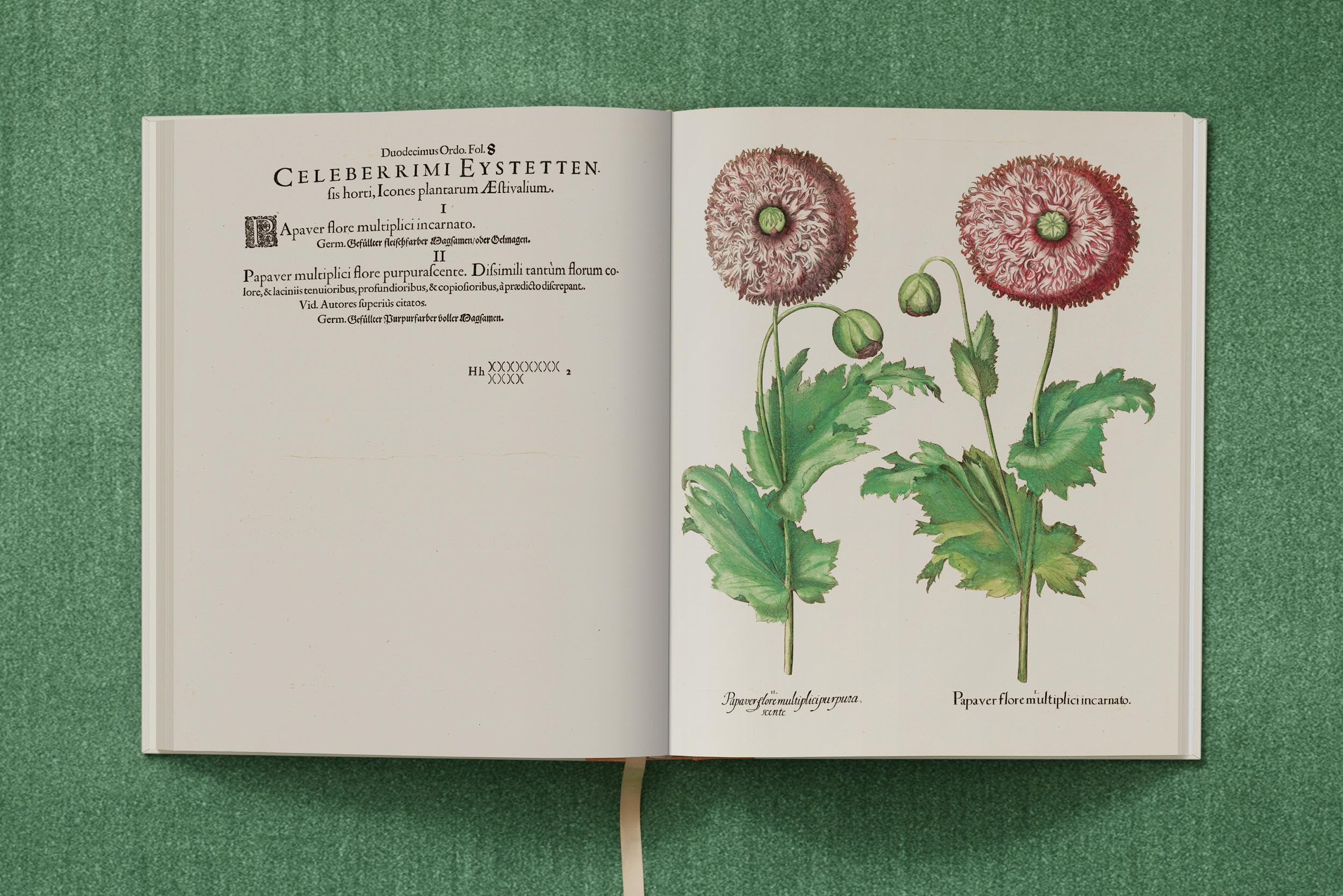 Basilius Besler: The Garden at Eichstätt: 1-3