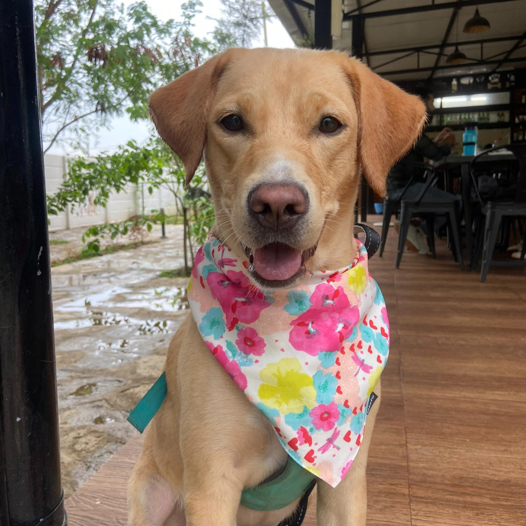 All For Fur Dog Bandana | Knot & Tie | Adjustable Cotton Bandana/Scarf | Luxury Dog Accessories | Bandana/Scarf for Small (S) to Medium (M) Dogs | Flowers & Hearts (B0CWZ33BCK) Amazon Price History, Amazon Price Tracker