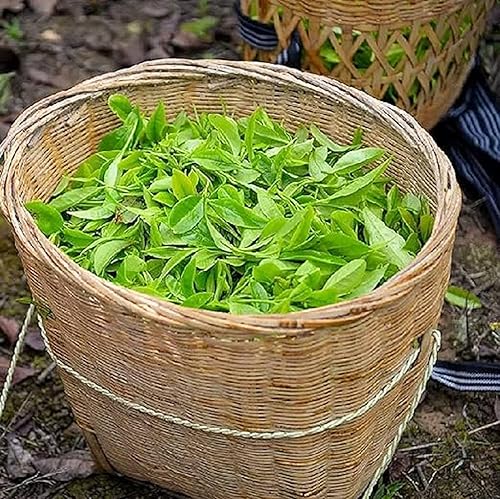 Miniatura 5 de CHUXAY GARDEN Semillas de Camellia Sinensis para plantar al aire libre, arbusto de té verde, naranja, árbol de camelia, 5 semillas de hoja perenne