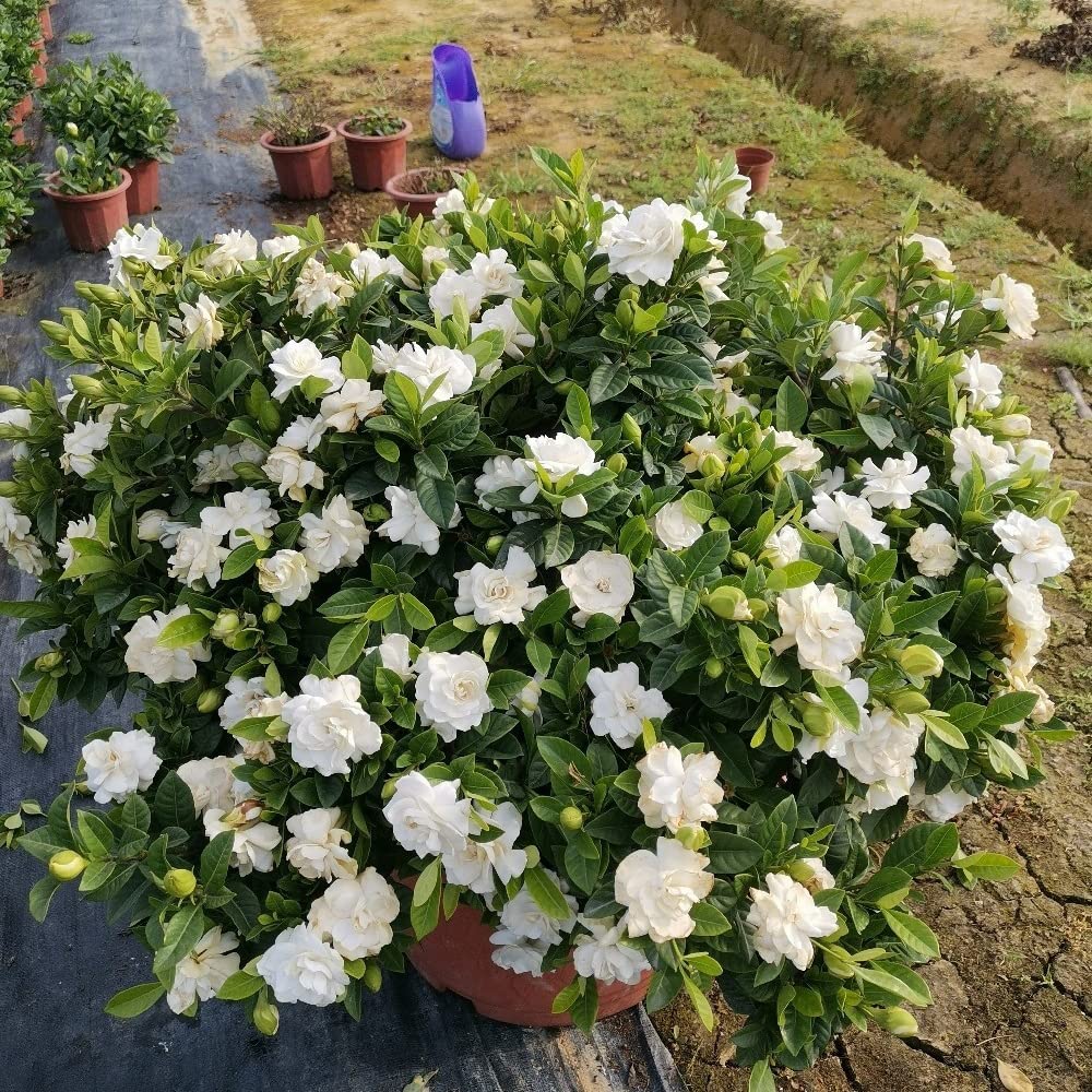 Gardenia jasminoides - ufficio ornamentali giardino balcone interno rampicante pendenti, 20piante