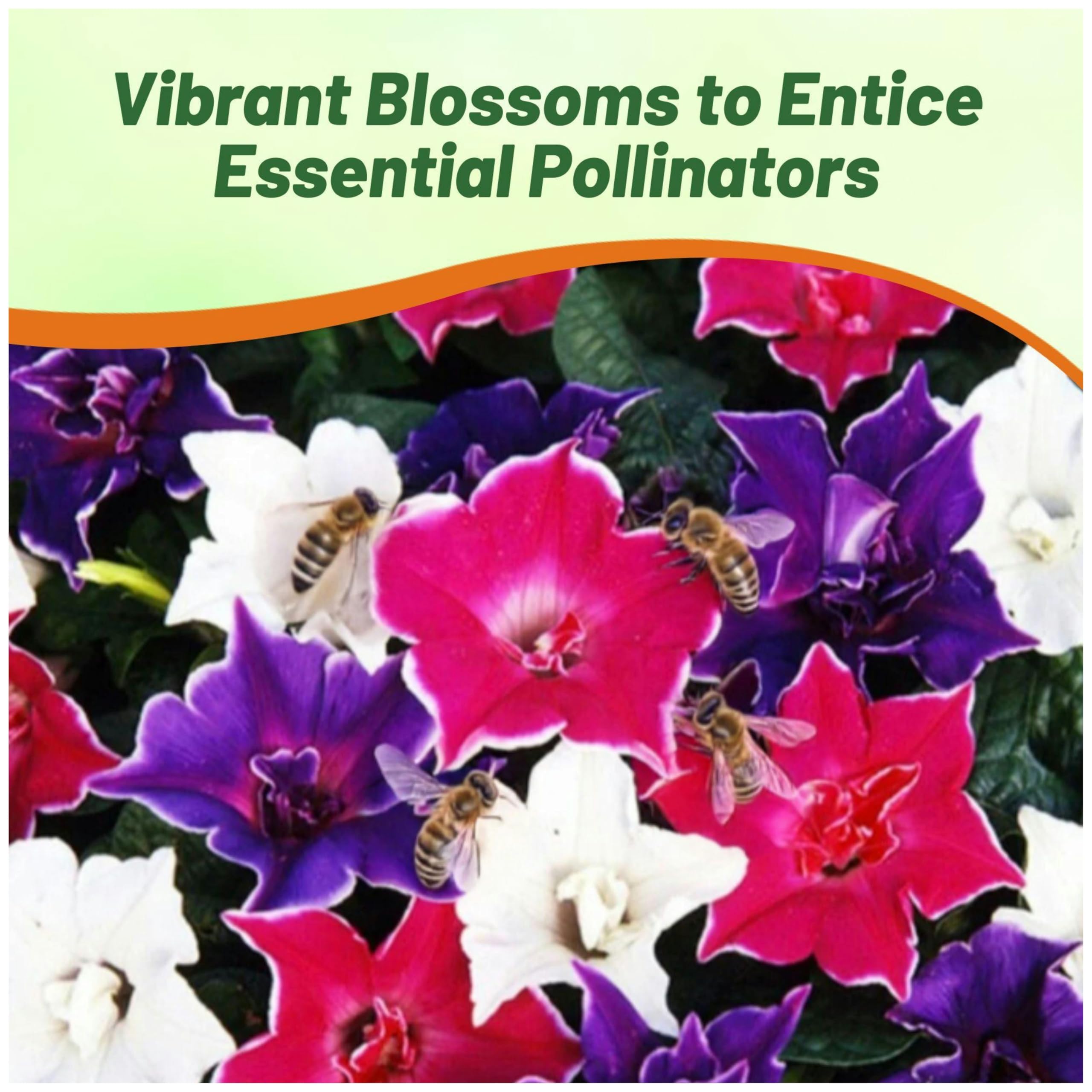 Amazon.com : Outsidepride Kikyo-Zaki Morning Glory Seeds - 50 Pcs