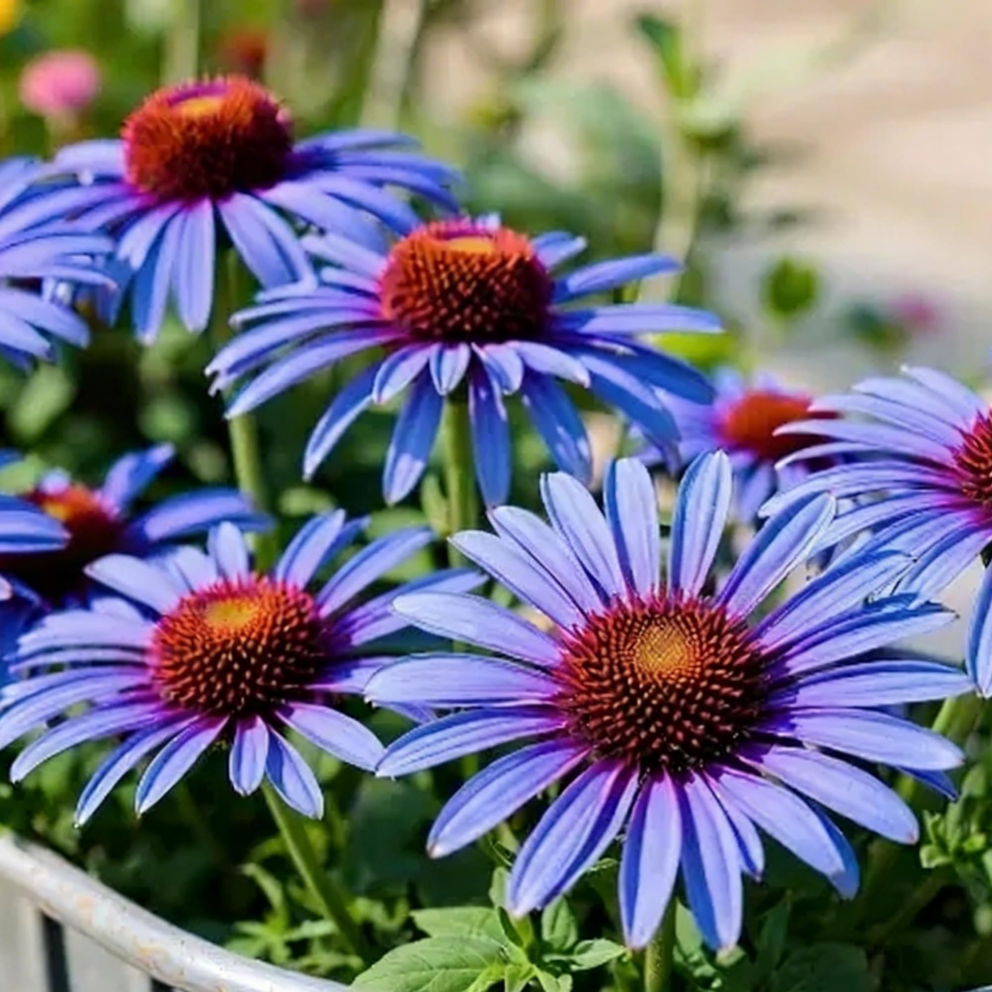 Amazon.com : 800 Mixed Coneflower Seeds - Echinacea Flower Perennial  Chrysanthemum Bloom Flowers Rare Plant Flower Seed Coneflower Seeds :  Patio, Lawn & Garden