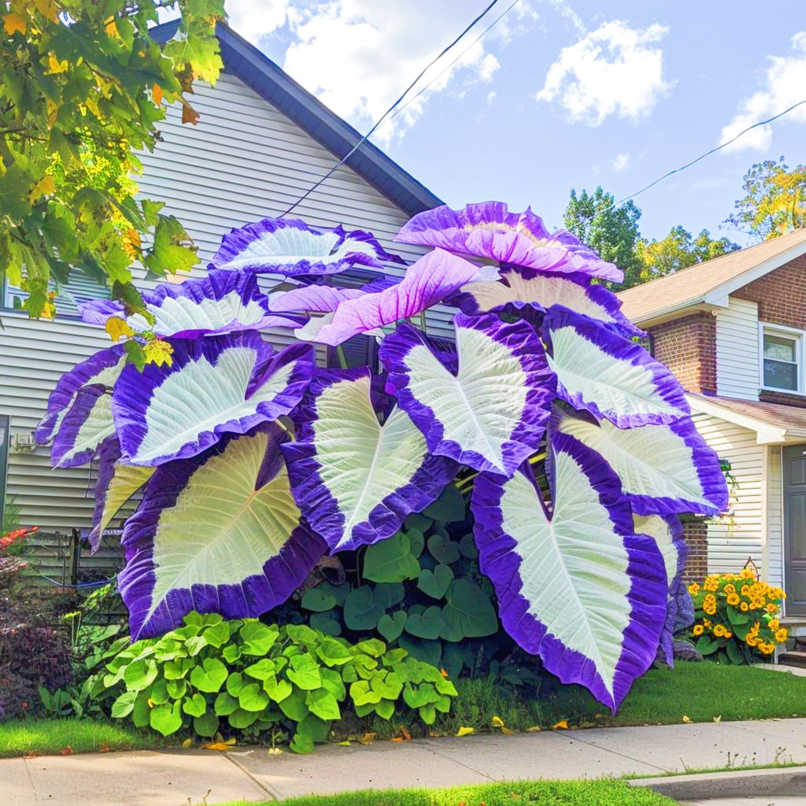 Rare Elephant Ears Elephant Ear Plant Elephant Ear Bulbs Ornamental Flowers/Plant Bulbs/Wedding Flowers-8bulbs-g