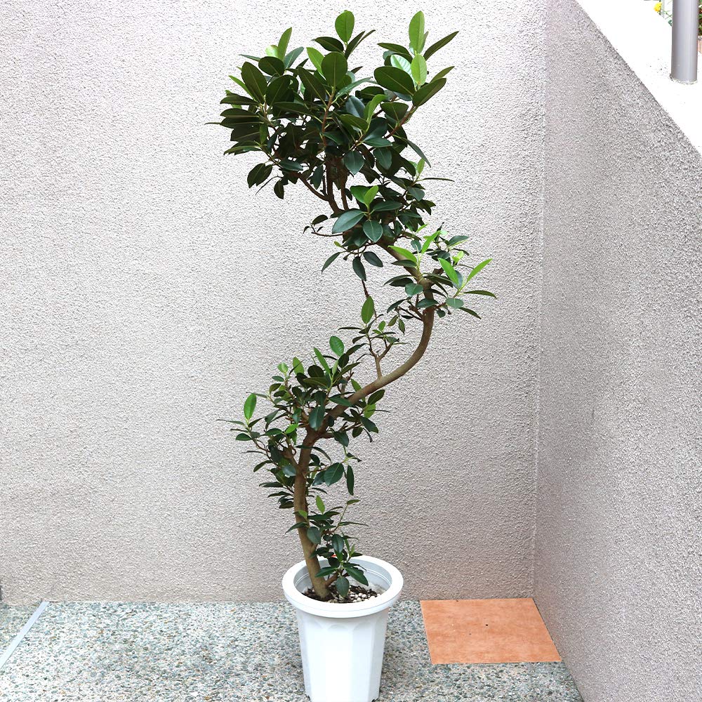 フランスゴム　リビングサイズ‼️ 8号　 高さ125cm Amazon｜ITANSE フランスゴム 観葉植物 大型 8号プラスチック鉢