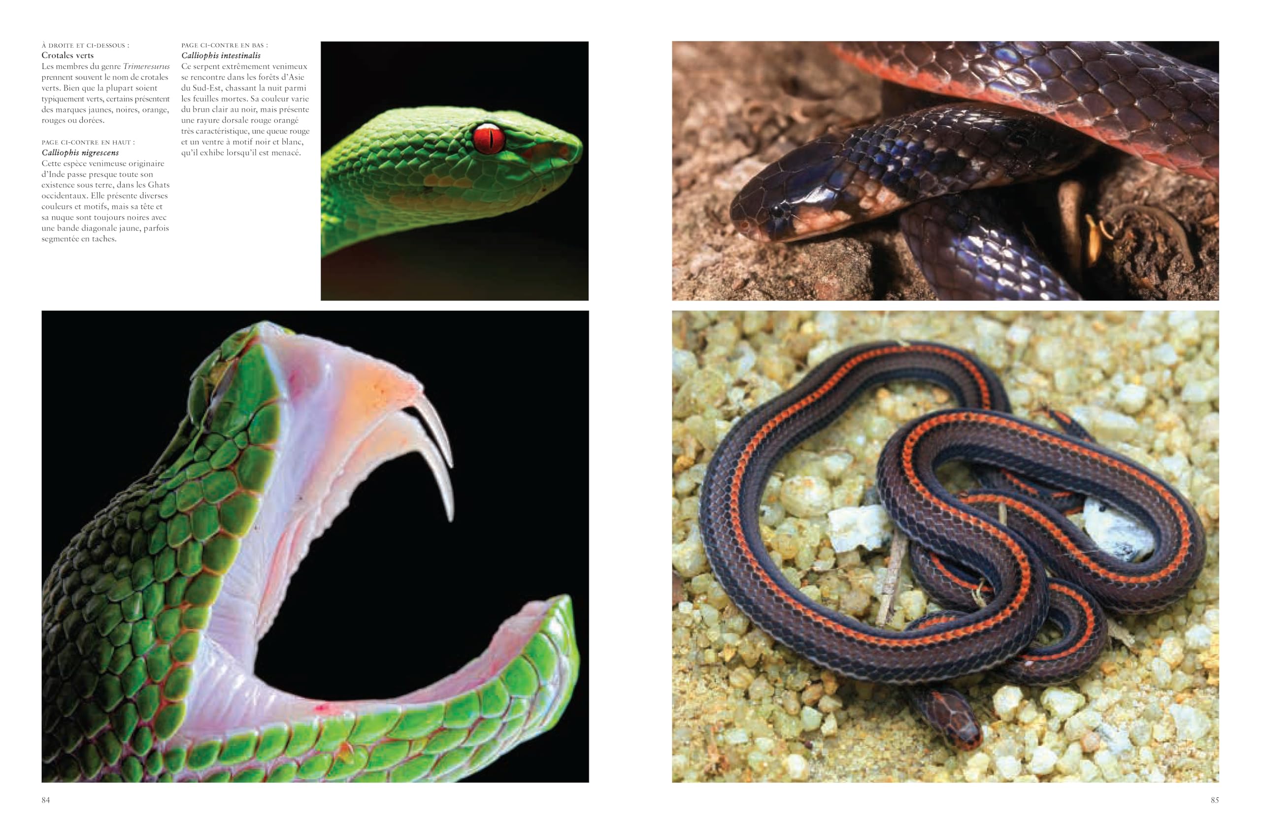 Les serpents: Mystérieux et étonnants
