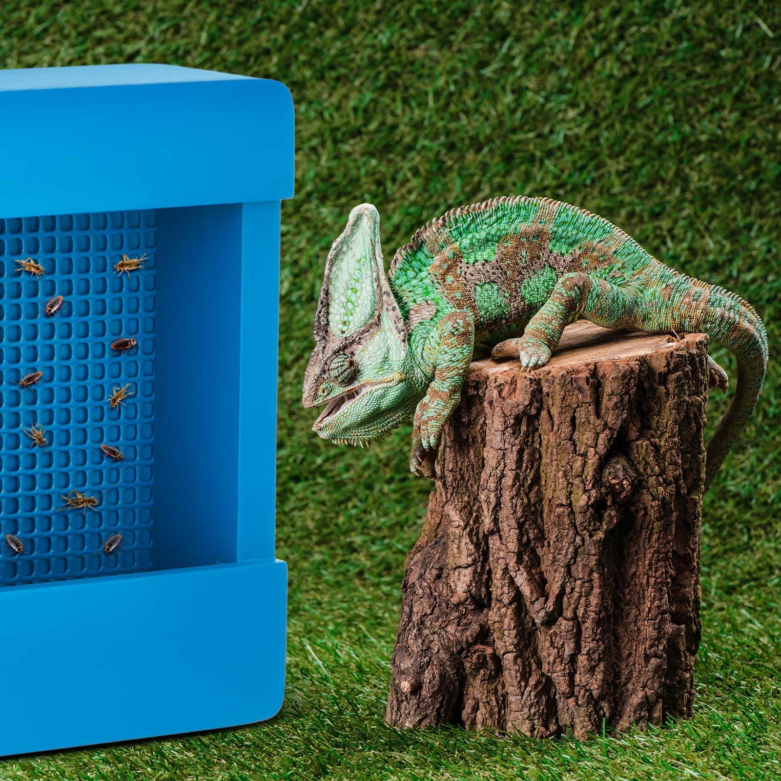 Chamäleon Futternapf Aus Acryl – Hängender Insektenspender Mit Klettersäule, Für Bartagamen, Geckos & Reptilien