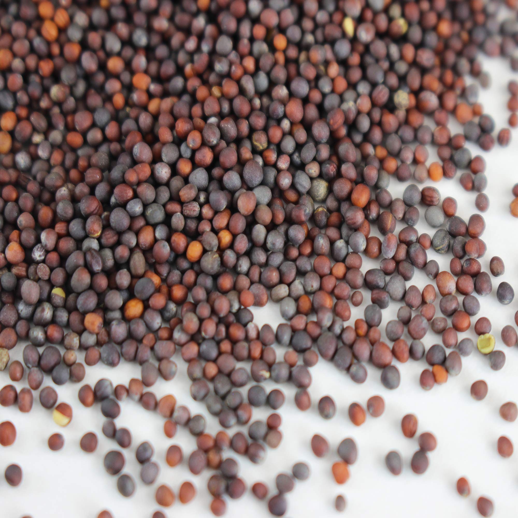 The Mustard Seeds ☆III Great Value Mustard Seeds 3.5 oz Aromatic Spice for Rubs