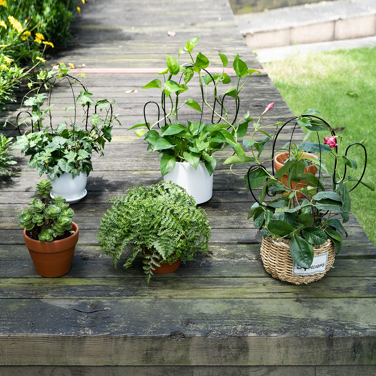 monstera richtig gießen Tipps zur Pflege deiner Pflanze : Monstera deliciosa – PflanzenFuerAlle main image 1