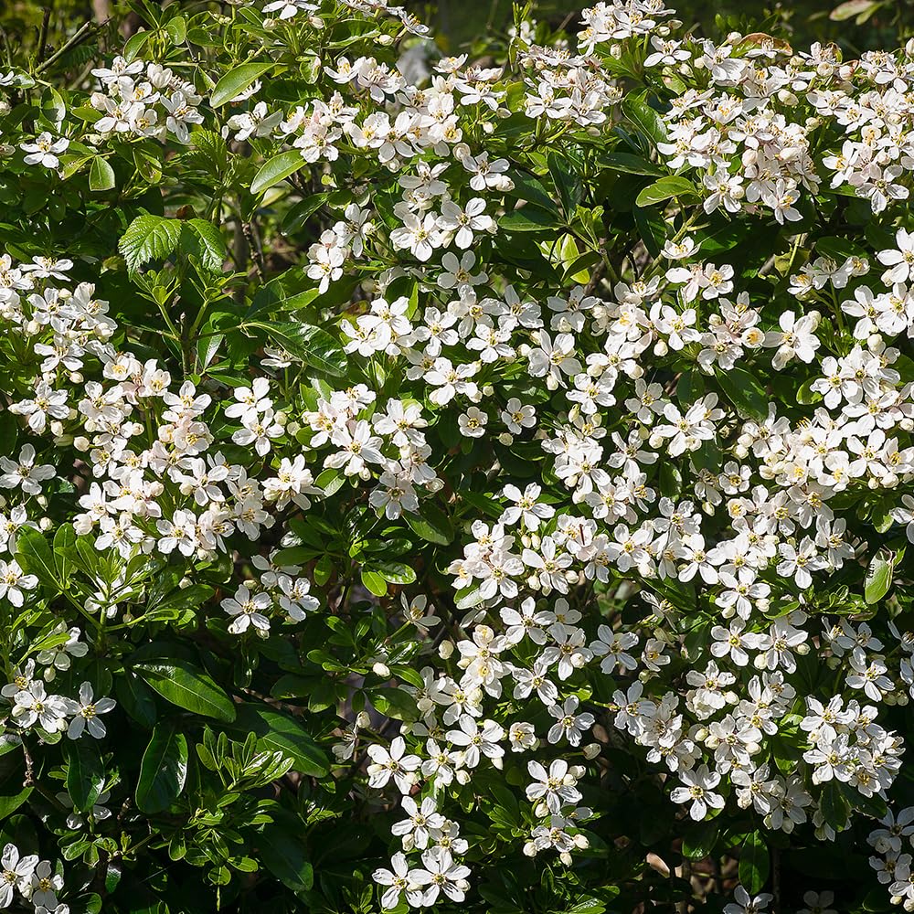 Choisya Ternata Mexican Orange Blossom Evergreen Garden Shrub Hardy Plant in Pot (3 Litre Pot, 30-50cm)