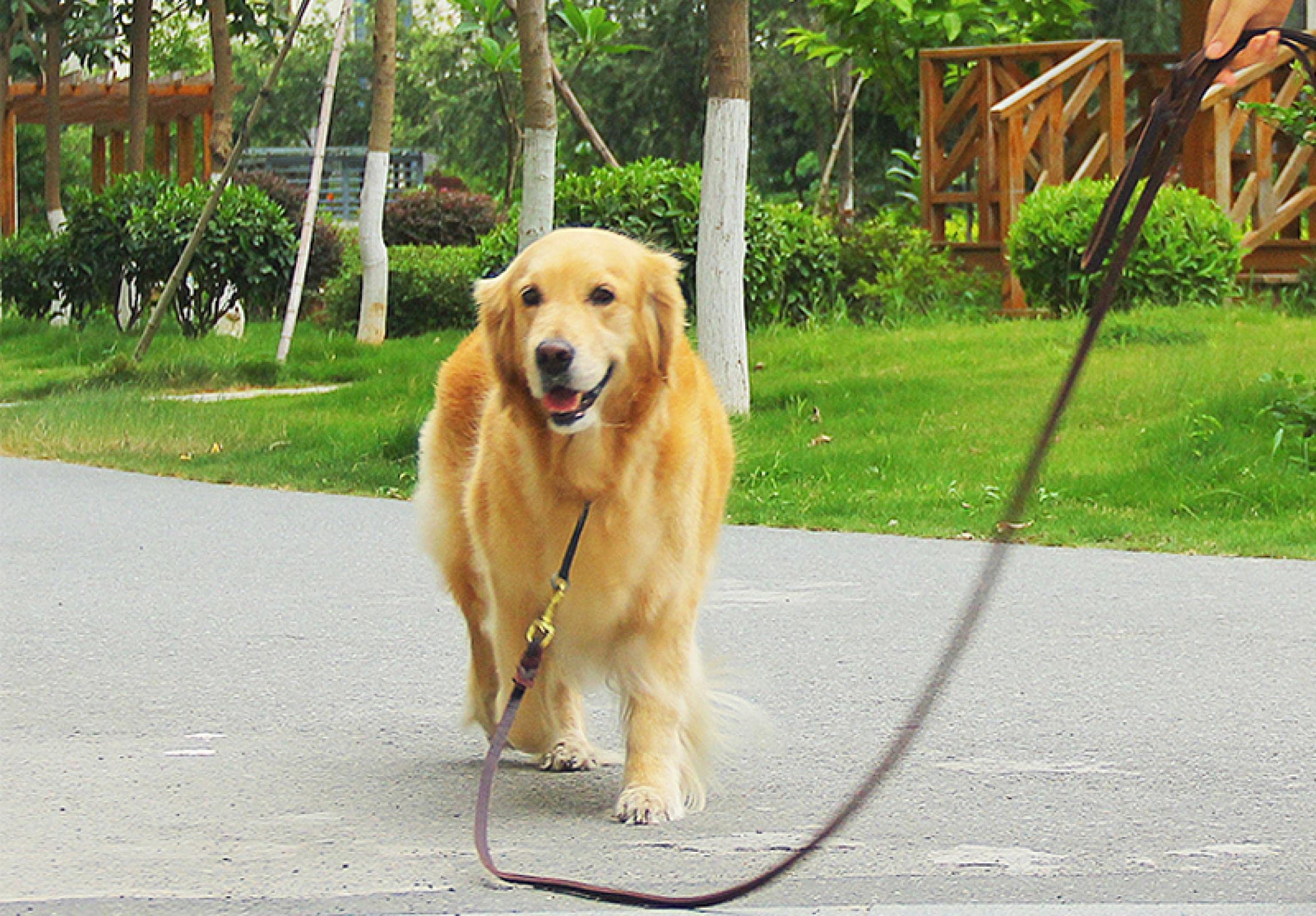 Guinzaglio per cani in vera pelle guinzaglio lungo intrecciato Pet Walking Training Guinzagli Marrone Colori Nero Per Medio Grande Pet 170 cm Marrone