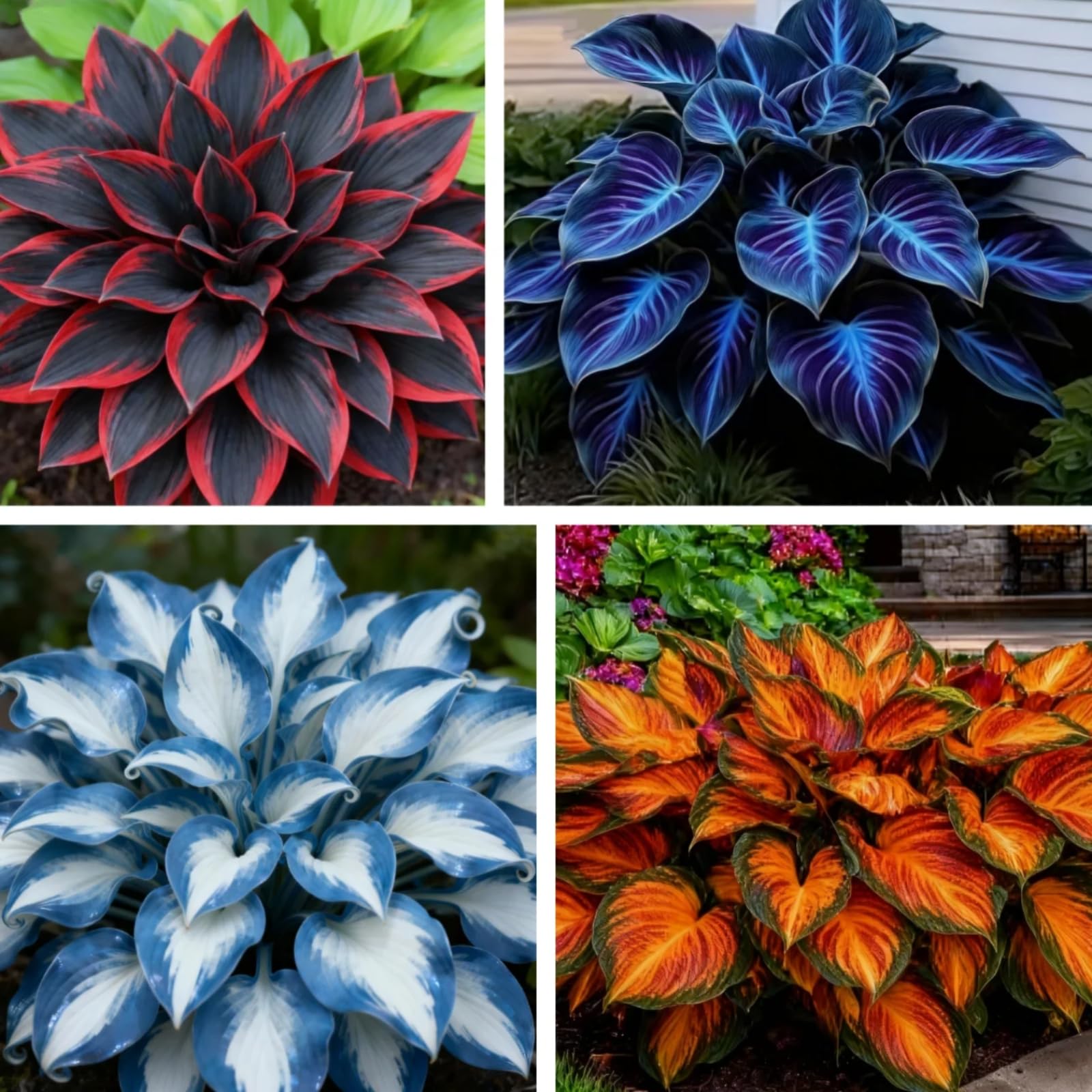 Blooming Gigante Rizoma Hosta-Richiede Poca manutenzione/Decorazione da Giardino/Iridescent,Resistente/Perfetto per chi è sempre indaffarato.-6Rizoma-A