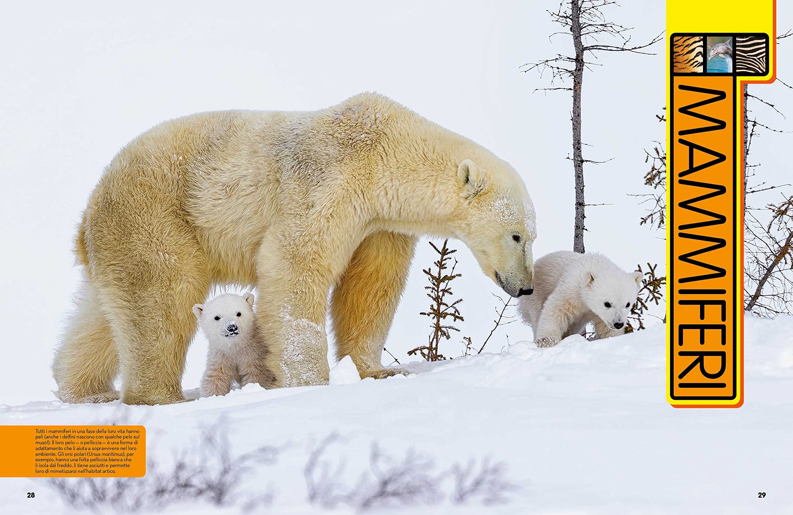 NATIONAL GEOGRAPHIC KIDS - La Grande Enciclopedia Degli Animali | Guida Illustrata per Bambini | Educazione e Divertimento | Scoperta della Fauna