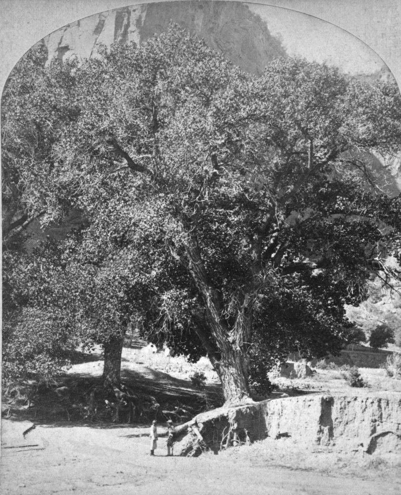 Cottonwood Tree 1873 Ncottonwood Tree At The Canyon De Chelly In Arizona Photograph By Timothy OSullivan 1873 Poster Print by (24 x 36)