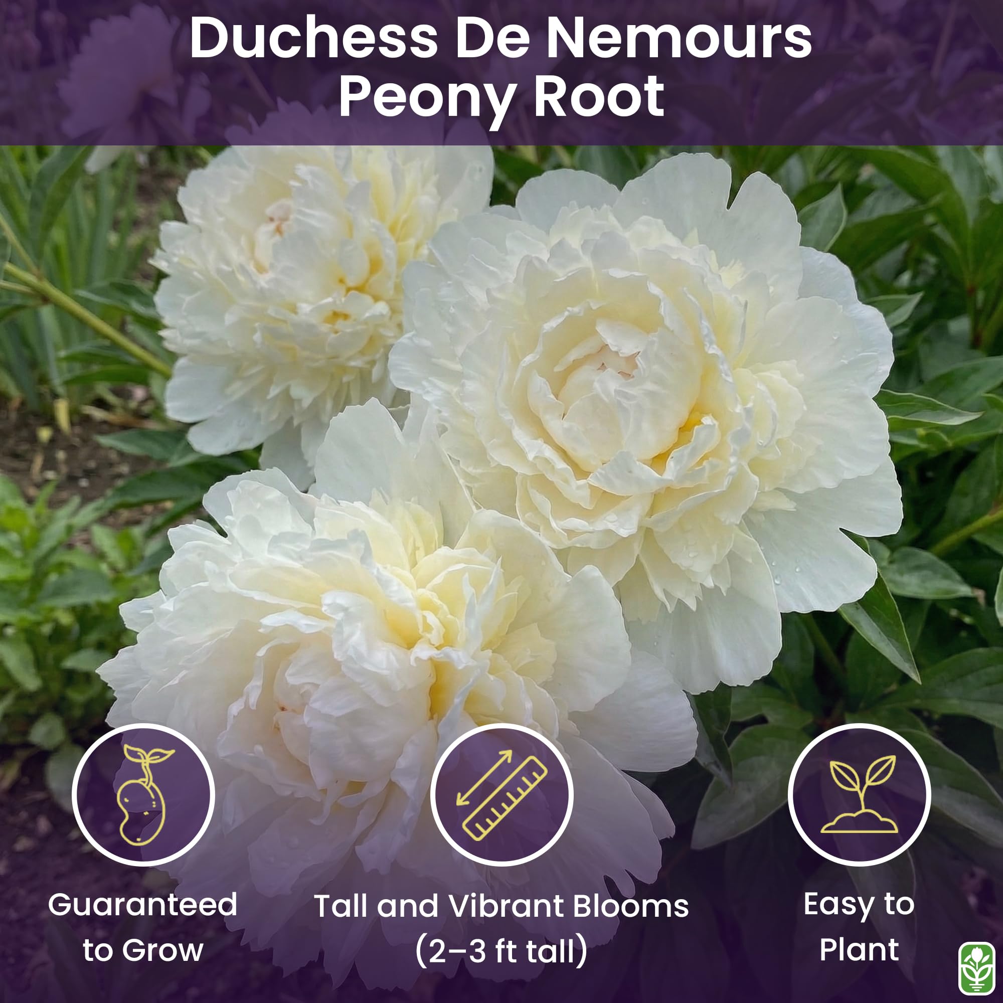 ☆Sukkoroom★ 様Heve へイヴ　PEONYペプラムBL ホワイト Amazon.com: Duchess De Nemours Double White Peony Bulbs - Bare