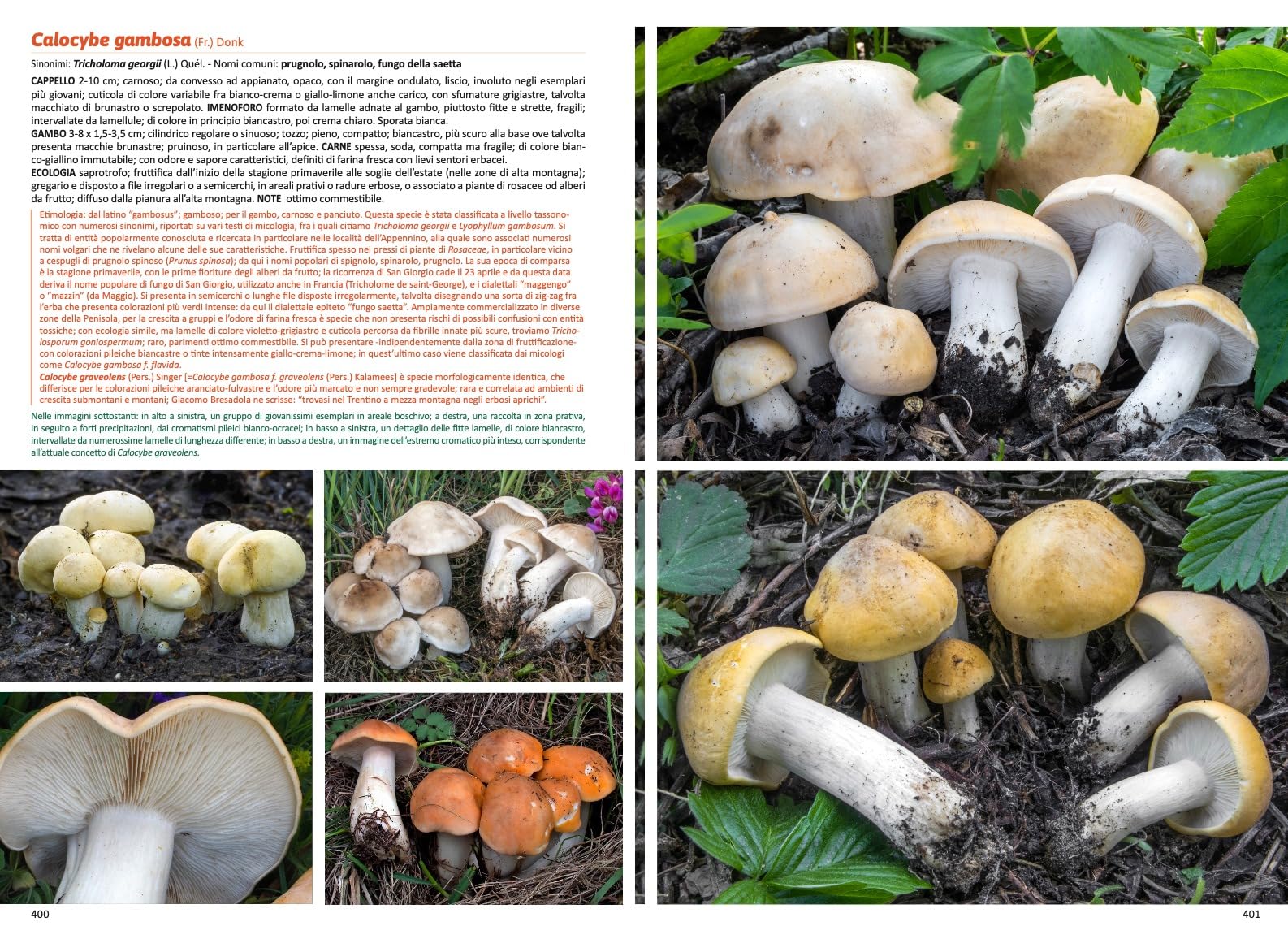 Funghi in Italia. Guida pratica alla ricerca e al riconoscimento