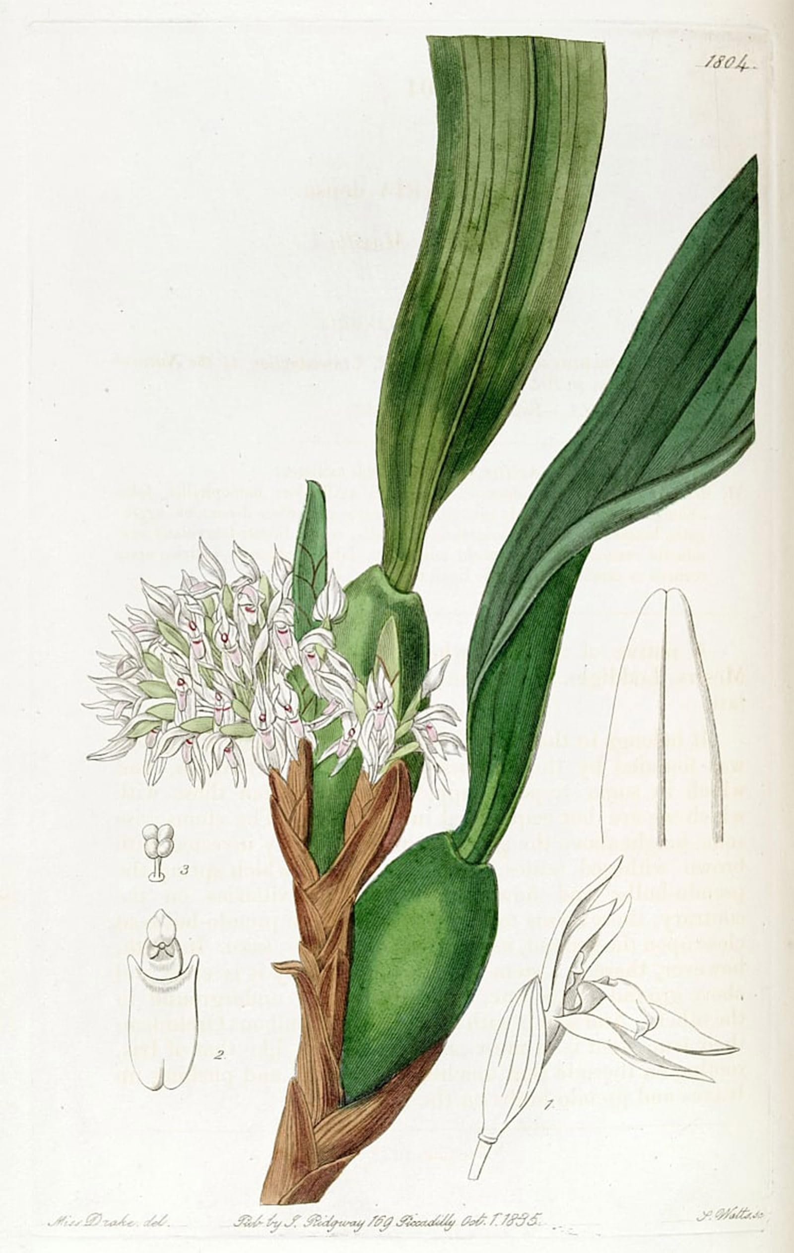 ARTXLXXBN Famous Art Print Poster Vintage Wall Art Maxillaria Densa by Famous Artist Canvas Art Poster for Home Decor 60x90cm