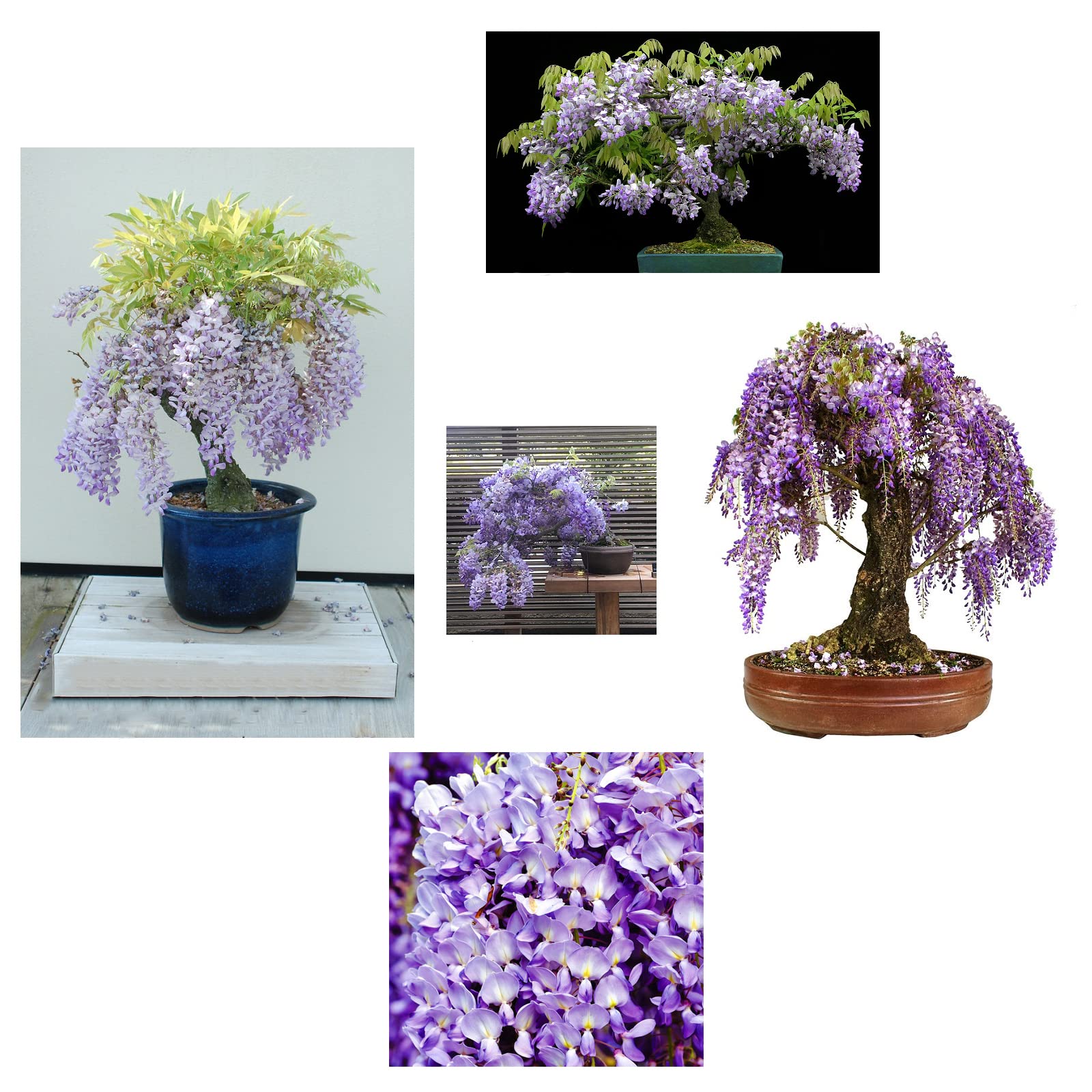 Grow Your Own Chinese Wisteria Bonsai Tree Kit Seeds Propagation |  Desertcart Gambia