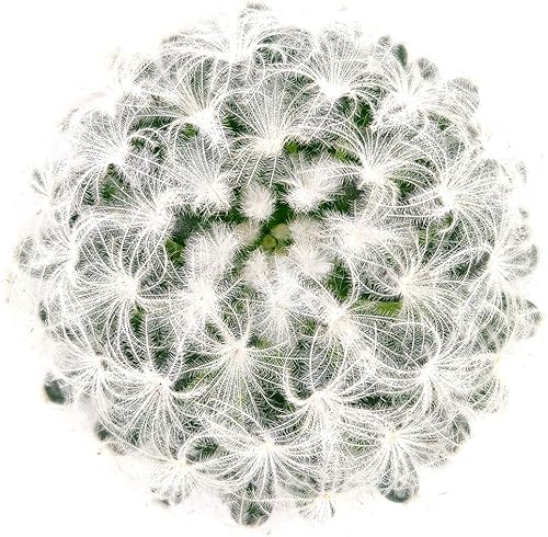 Miniatura 7 de SUCCULENTS BOX Colección única de plantas de cactus vivas, Mammillaria Plumosa 'Feather Cactus' (4 pulgadas), seleccionadas a mano, variedades raras