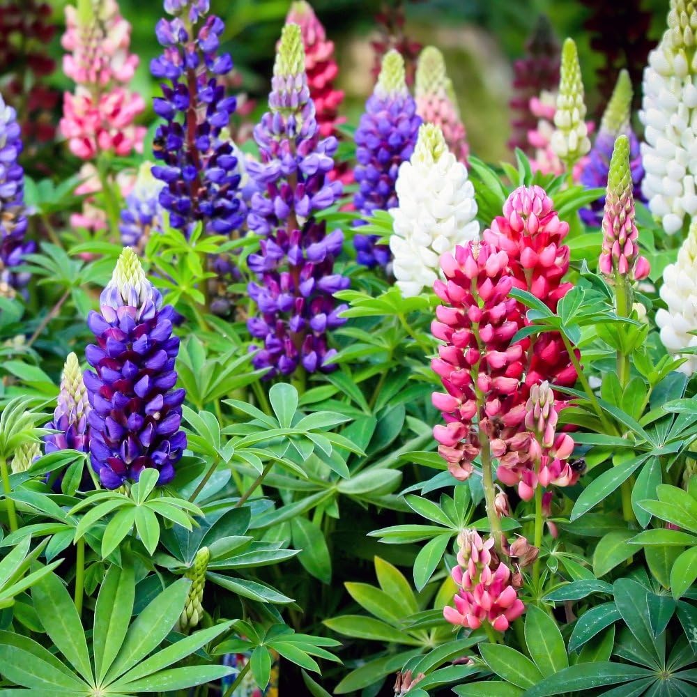 Lupine, largeleaved Lupine gemischt Samen Vielblättrige Lupine
