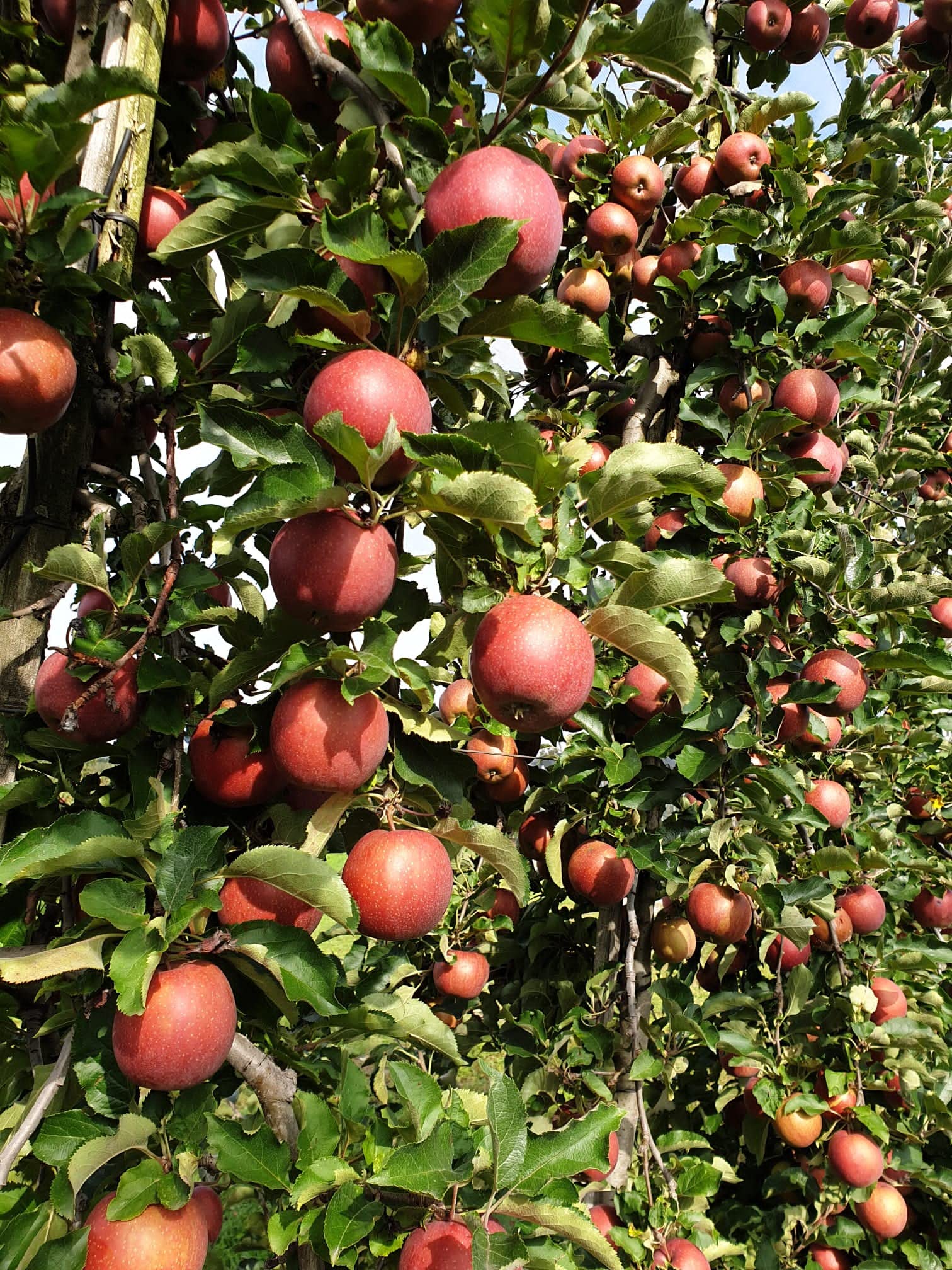 Äpfel Jonagold aus Deutschland/Bodensee süß-säuerlicher Apfel Speiseapfel 1-10 KG (2)