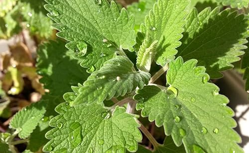 200 catnip seeds - Nepeta Cataria - reproducible peasant seeds