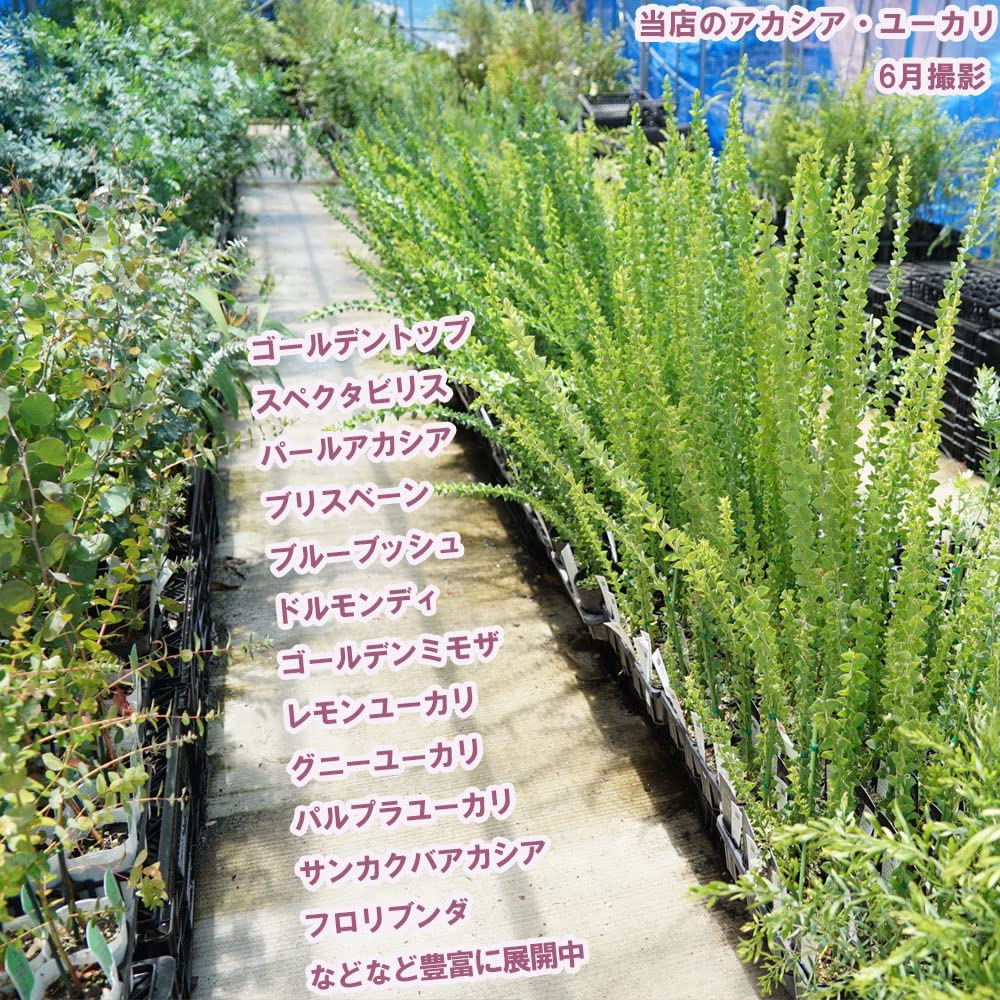 Amazon.co.jp: アカシアの木 【スペクタビリス】 4.5号ポット苗 : DIY