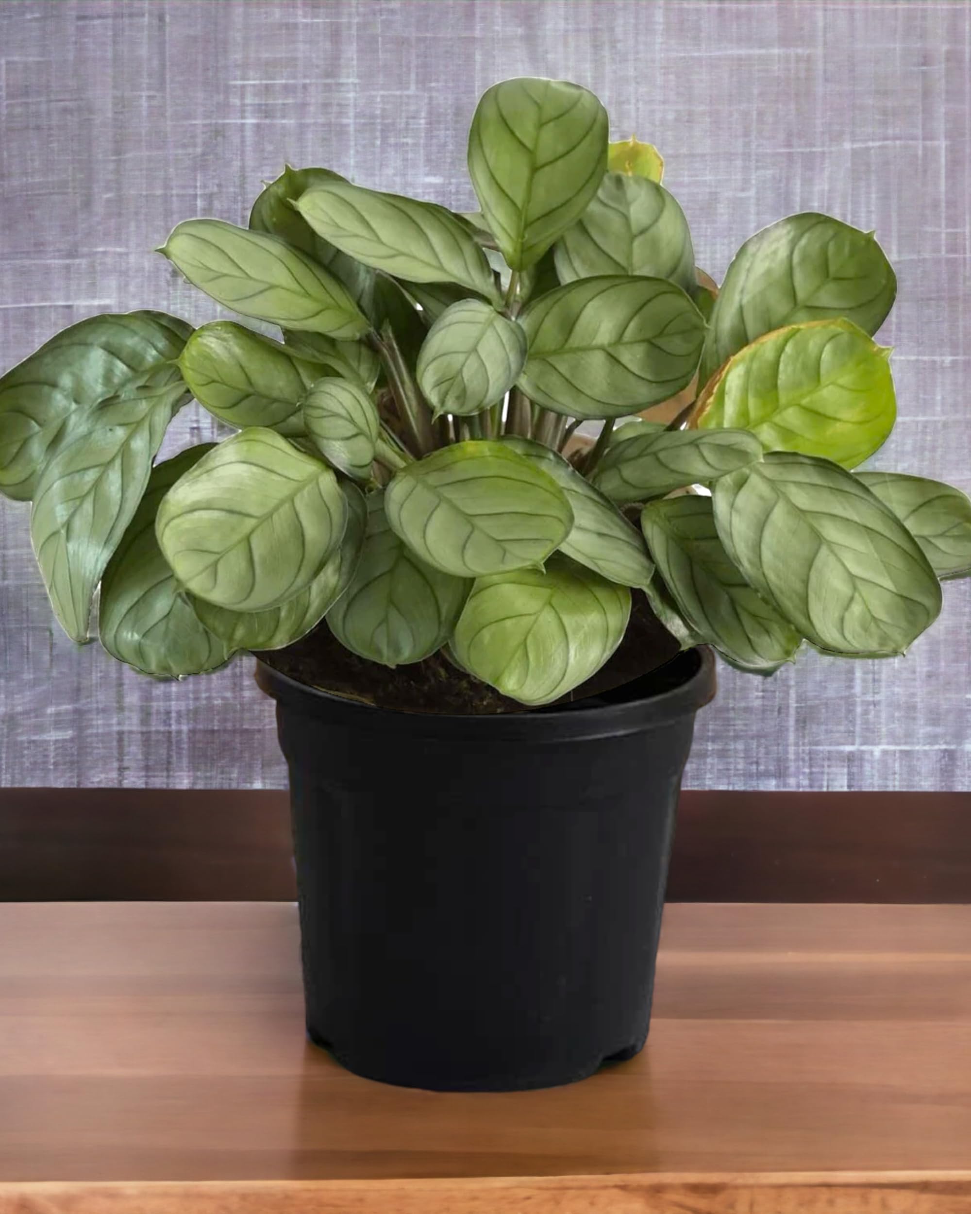 Amulya FARMS & NURSERY Air Purifying Calathea Burle Marx Indoor Live Plants for Living Room, Home, Office, Table, Kitchen & Desk Decor | Black Pot & FREE FERTILISER Included (B0CJLWLVXS) Amazon Price History, Amazon Price Tracker