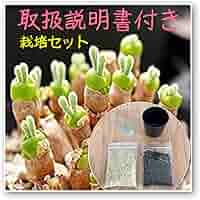 Amazon | 栽培セット 種子10粒 うさぎの耳 モニラリア 多肉植物