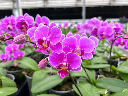 Miniatura 5 de Fibra de helecho arbóreo de Nueva Zelanda de primera calidad (sin escombros), medio de cultivo y sustrato de reptil, natural, orgánico, de larga