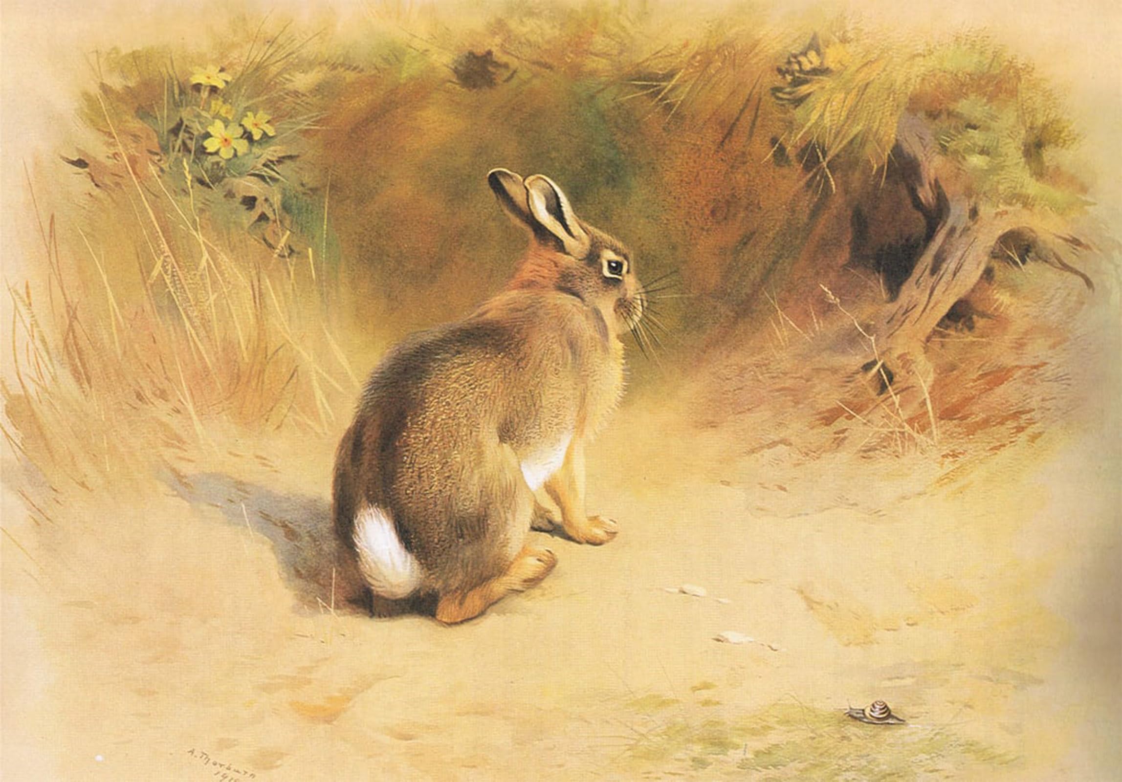 ARTXLXXBN Famous Prints Artwork Pictures Poster Painting Art Rabbit From Thorburns Mammals by Archibald Thorburn Artwork Landscape Pictures for Home Decor 60x90cm
