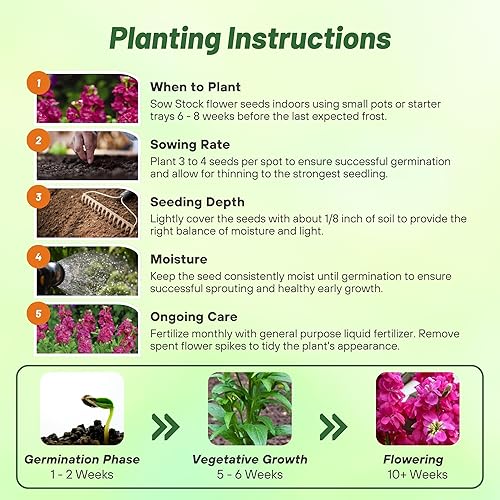 Miniatura 5 de Outsidepride Flores de jardín de rosas con fragancia picante y néctar para mariposas de diez semanas - 1000 semillas