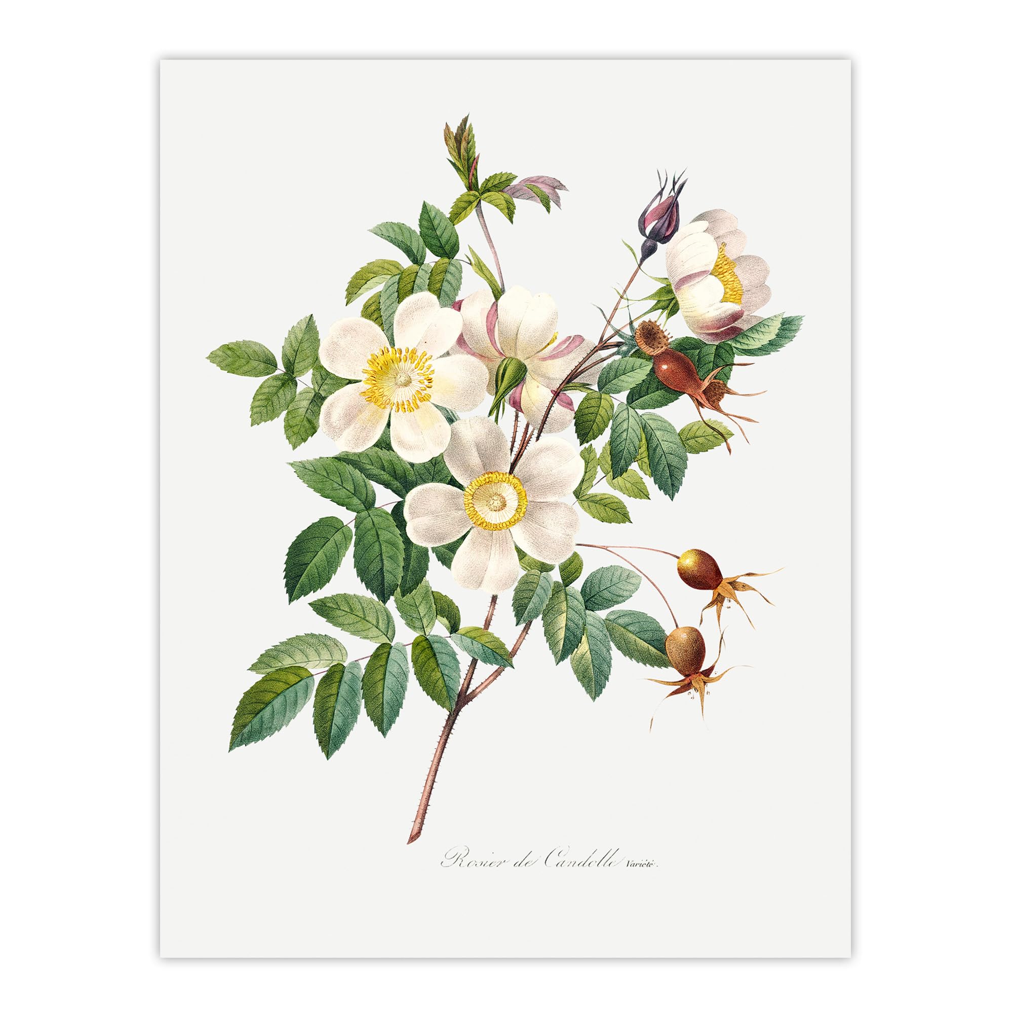 Artery8 White Rose Floral Unframed Wall Art Print Poster 12X16 Artwork By Redoute : Elegant Bloom Arrangement Giving Soft Romantic Tone To Refined Home Interiors