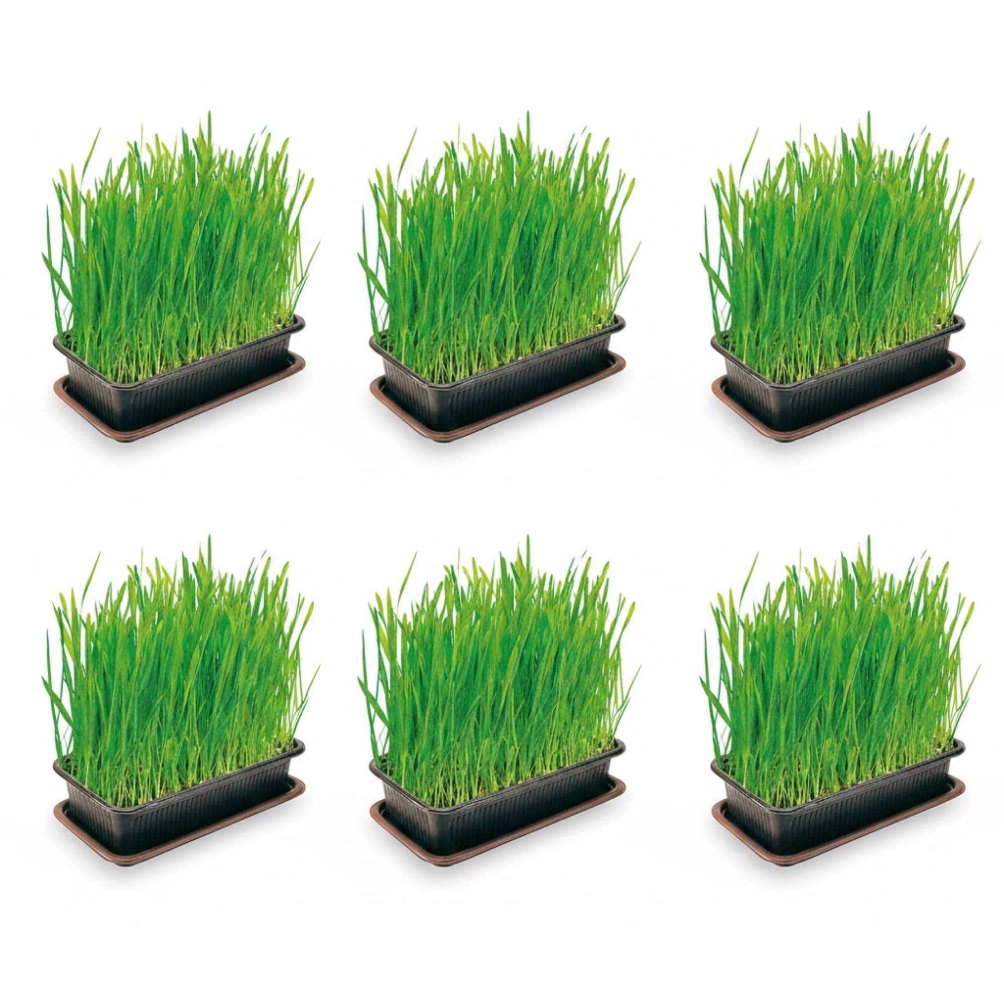 Cat Grass Grow Kit (6 Pack | 120g each) – Natural Digestive Aid & Hairball Control for Indoor Cats – Safe Plant Alternative – Easy Grow, Grow Your Own Tray