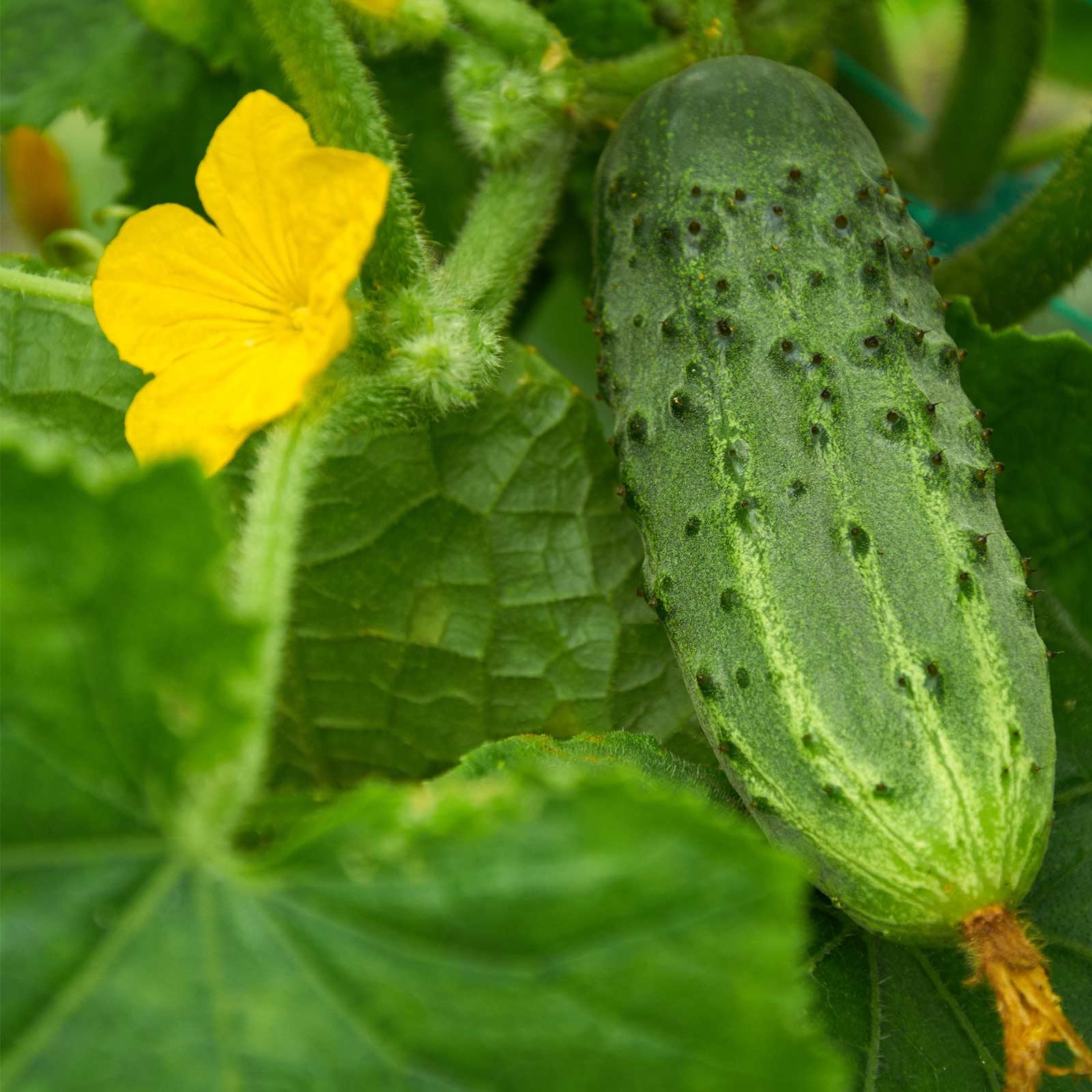Bush Pickle Cucumber Seeds