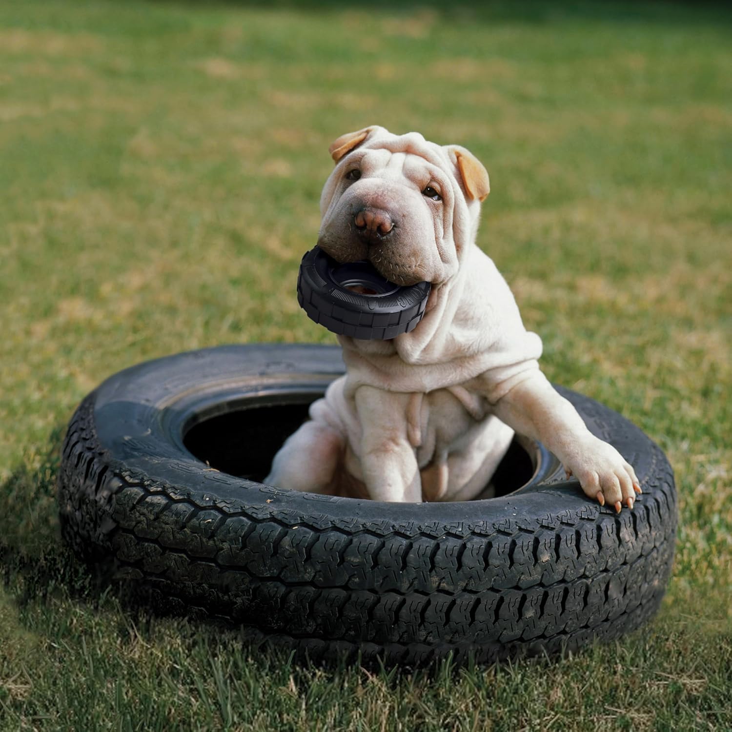 Unleashing Fun: A Review of KONG Extreme Tires - The Ultimate Chew & Fetch Toy for Active Pups!