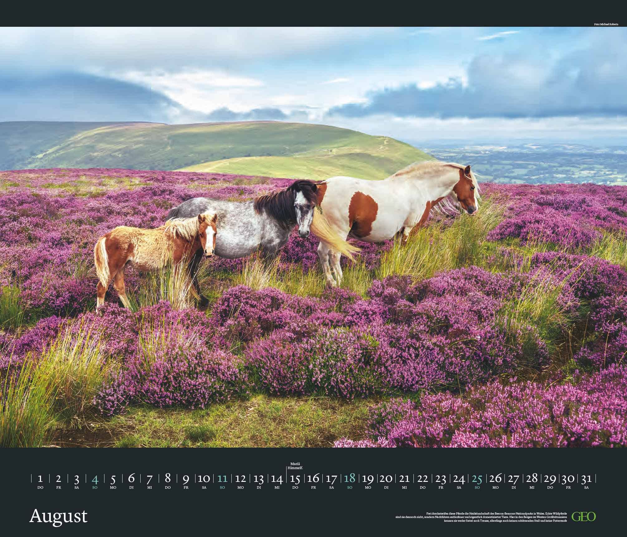 GEO Edition: Tierwelten 2024 - Wand-Kalender - Tier-Kalender - 70x60: Posterkalender, Mittel