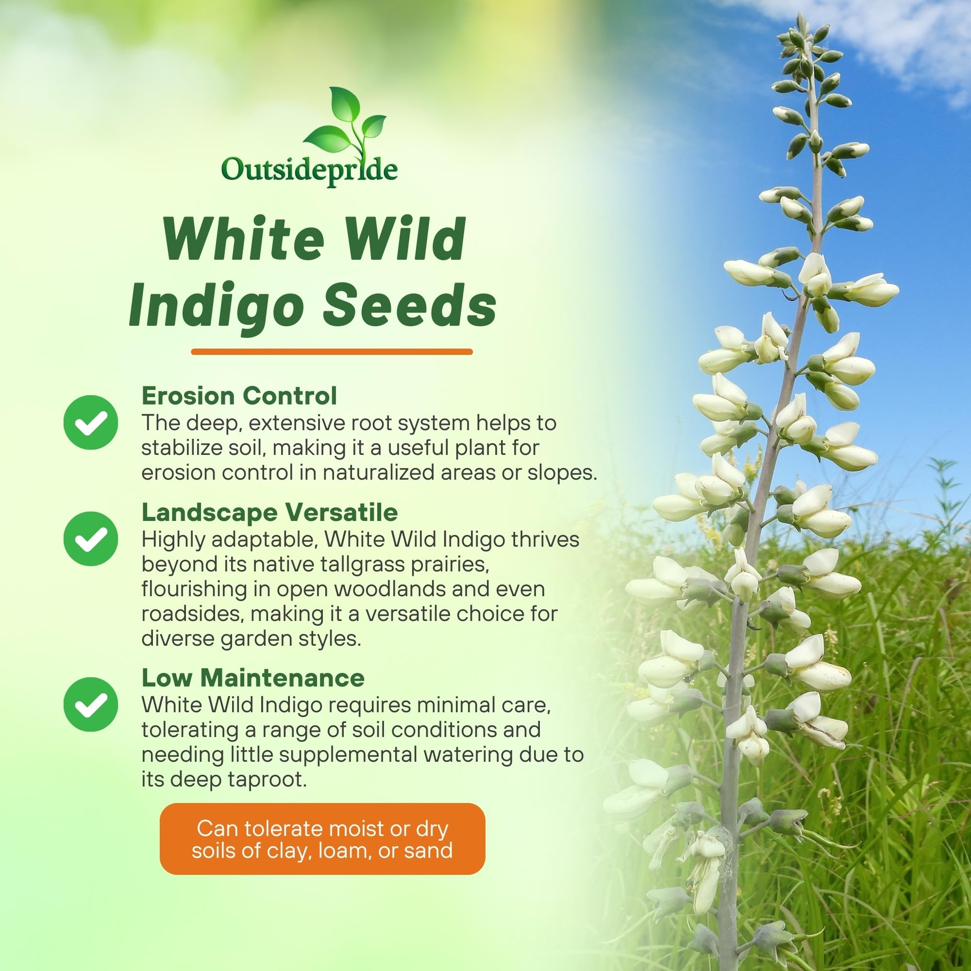 Amazon.com : Outsidepride White Wild Indigo Seeds for Planting 