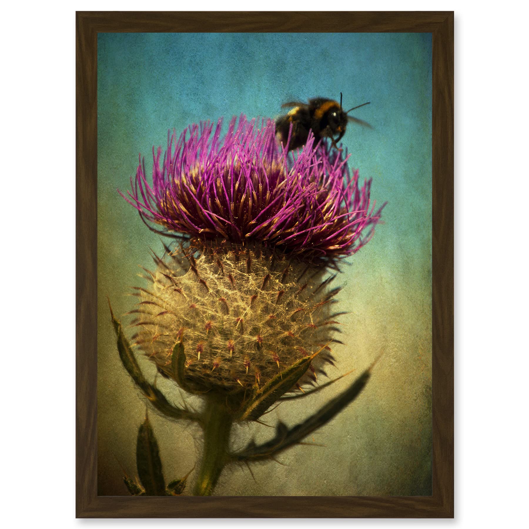 Artery8 Photo Bumble Bee Thistle Flower Scotland Picture A4 Artwork Framed Wall Art Print