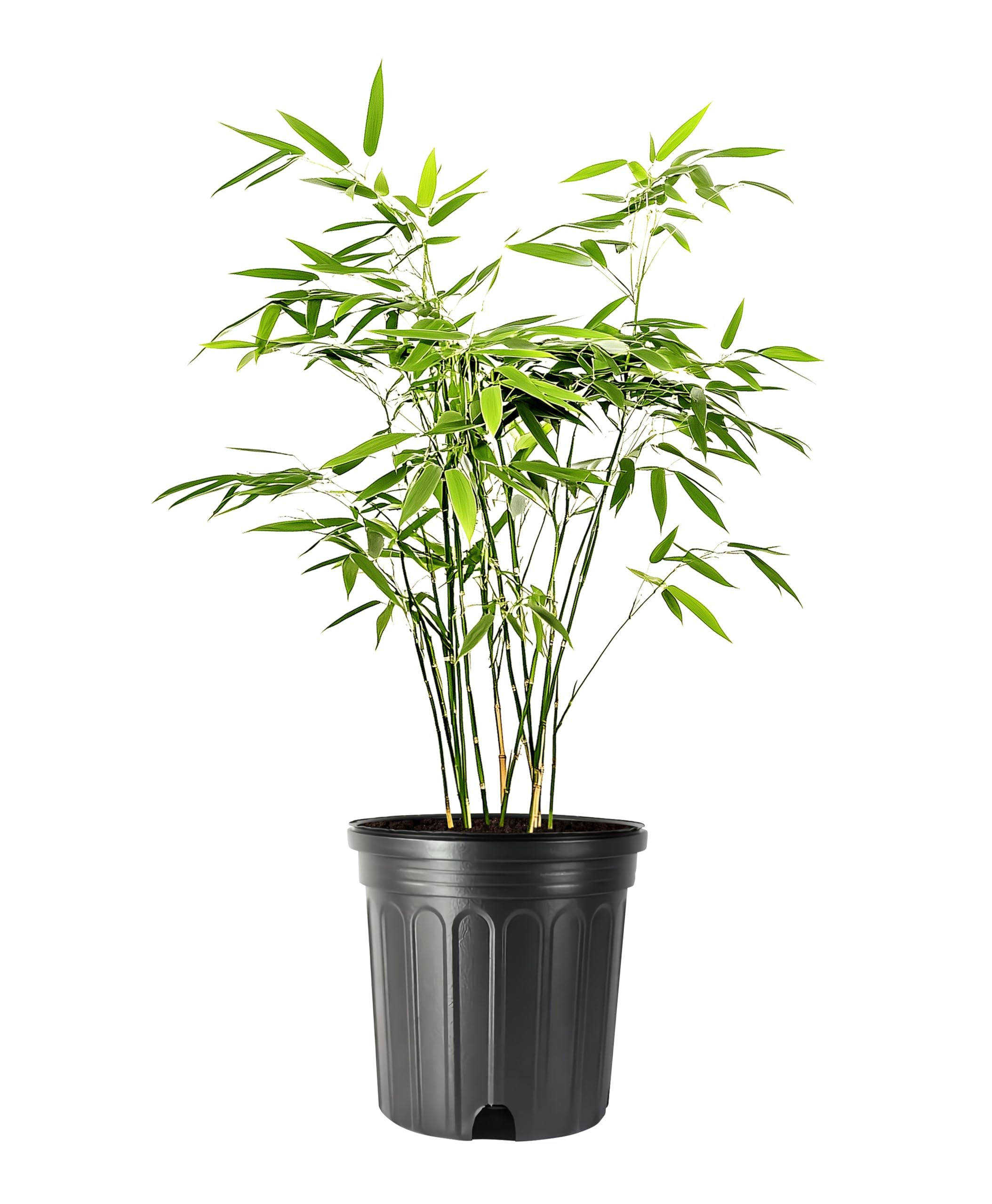 Fernleaf Bamboo Plant - 3 Gallon Extra Large | Bambusa Multiplex, Clumping Bamboo For Privacy Screen, Hedge, Fast Growing