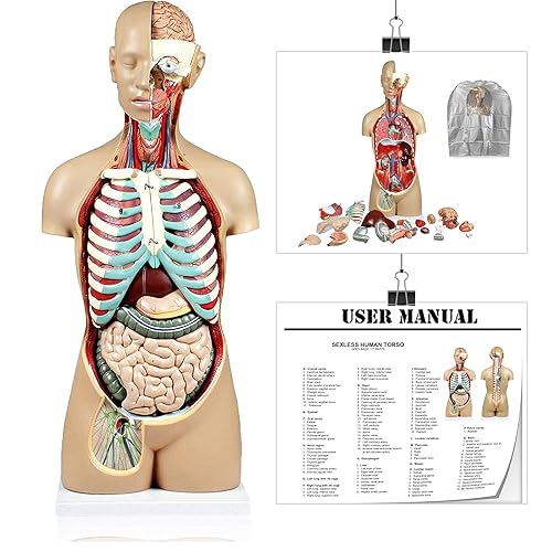 Vision Scientific VAT107-DC 17 Parts Sexless Human Torso | Open