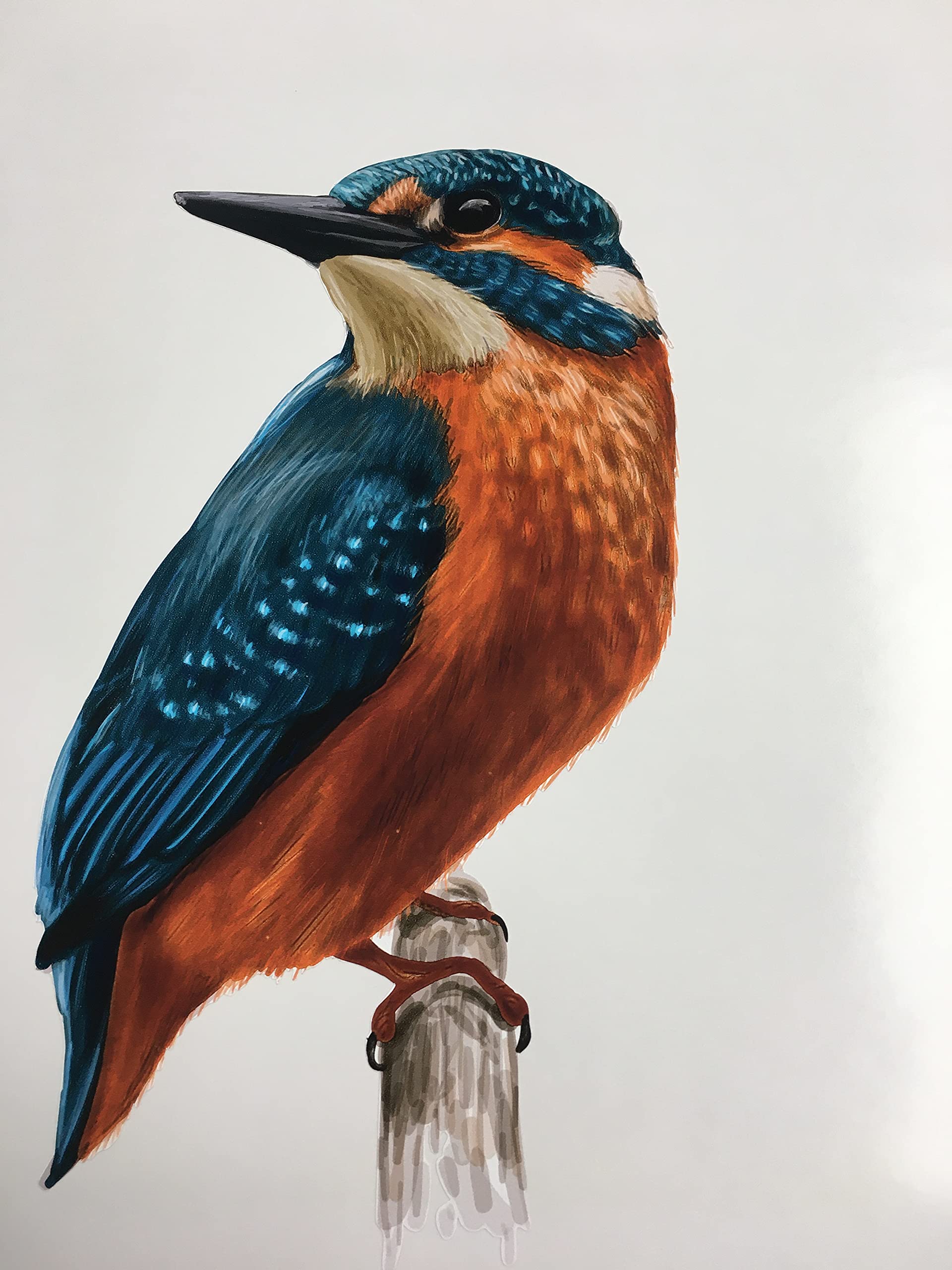 Lightningsigns Multicoloured Kingfisher Bird Stained Glass Effect Window Decoration Sticker Lsse6
