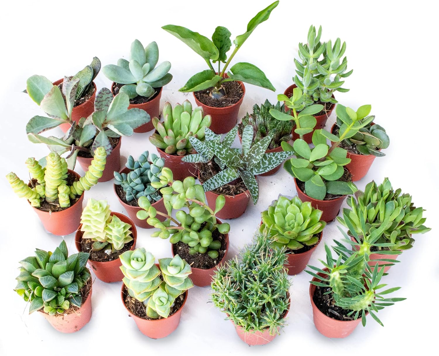 Italy Green Life 20 Piantine Grasse