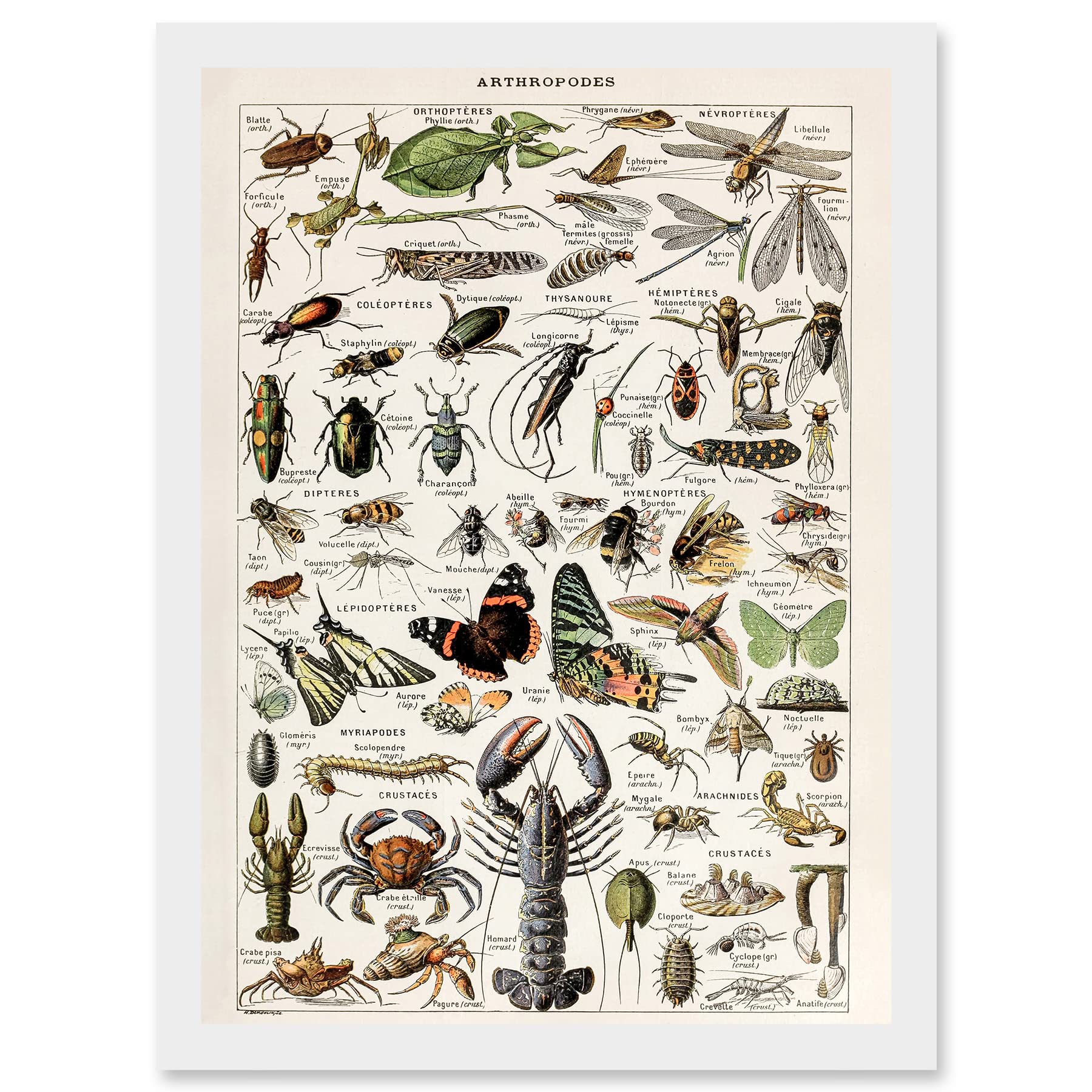 Artery8 Millot Encyclopedia Arthropods Exoskeletal Animals Nature Artwork Framed Wall Art Print A4