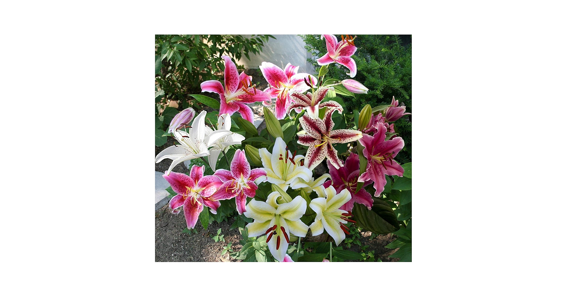 Lily‼️ Van Zyverden's Lily Tribal Kiss (Set of 4 Dormant Bulbs) Partial