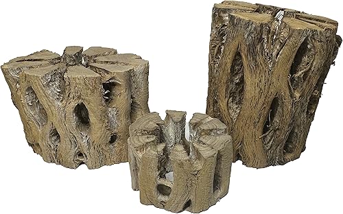 Vista 28 de Soportes de exhibición de plantas de aire grandes de madera cholla natural, soportes decorativos individuales únicos o soporte