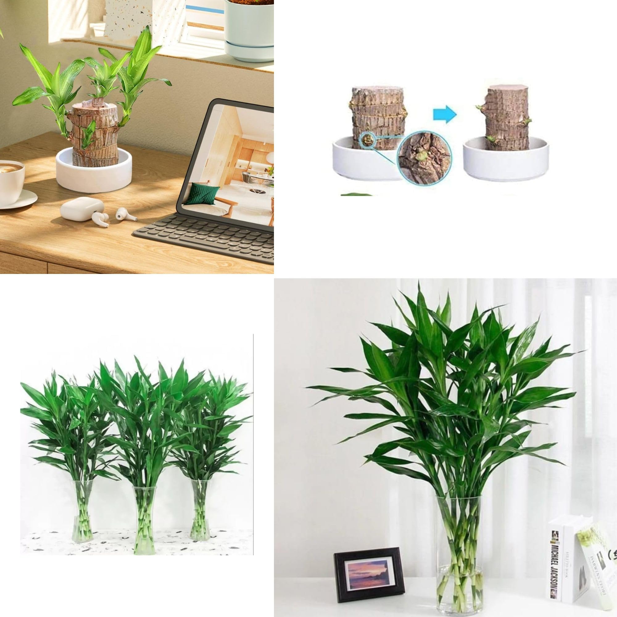 See full amazon price history chart for Dishita Go Green Brazil Wood (PACK of 2) with Lucky Bamboo 30 cm 3 sticks, Indoor Live Lucky Brazilian Wood Bamboo Combo Plants for Living Room, Feng Shui Plant Dishita Go Green Brazil Wood (PACK of 2) with Lucky Bamboo 30 cm 3 sticks, Indoor Live Lucky Brazilian Wood Bamboo Combo Plants for Living Room, Feng Shui Plant (B0DF8NNPZK) Amazon Price History, Amazon Price Tracker
