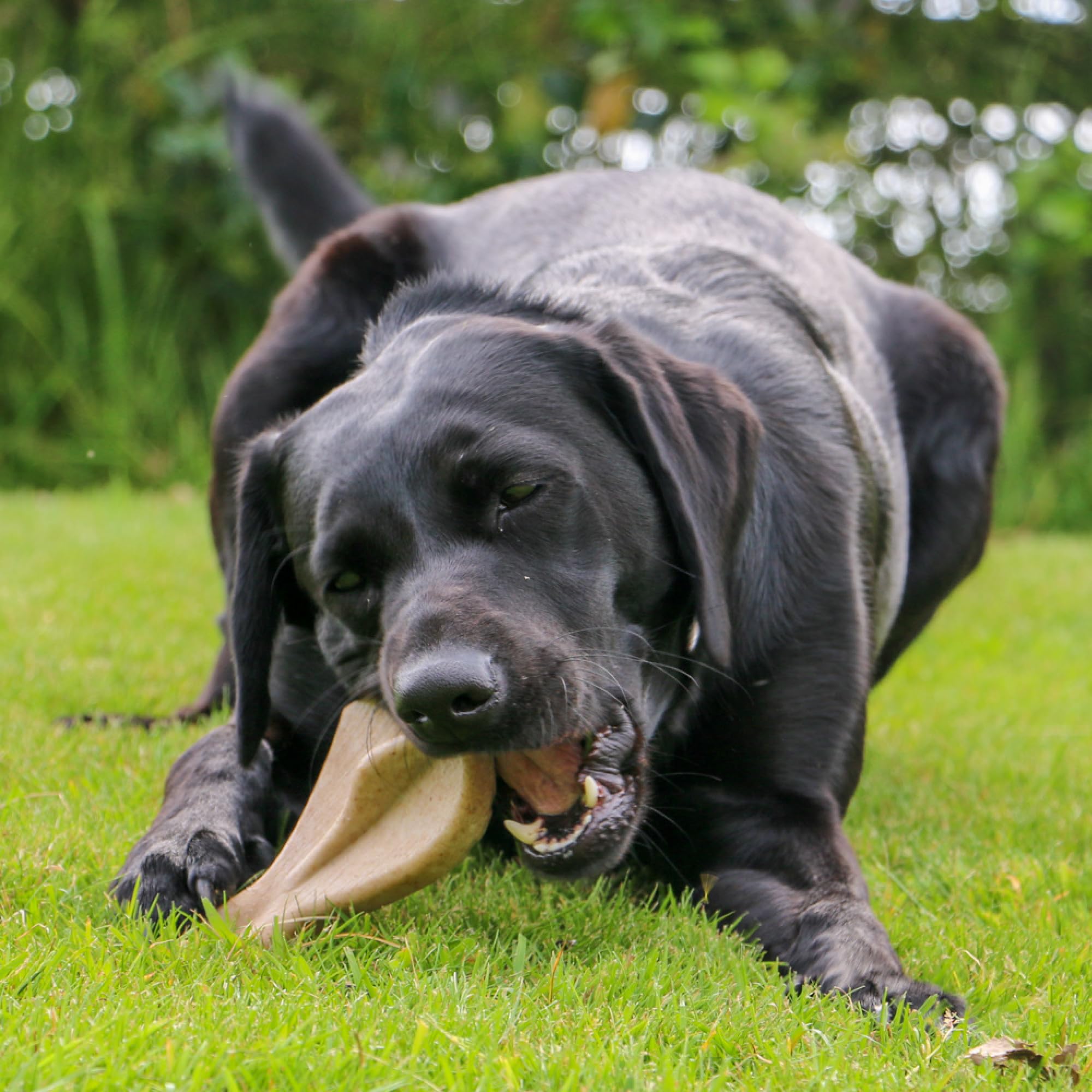 Ancol Natural Wood Fibre Chew With Tasty Meat Scent To Strengthen Teeth Mix Pack of 3 Designs, brown - Image 4
